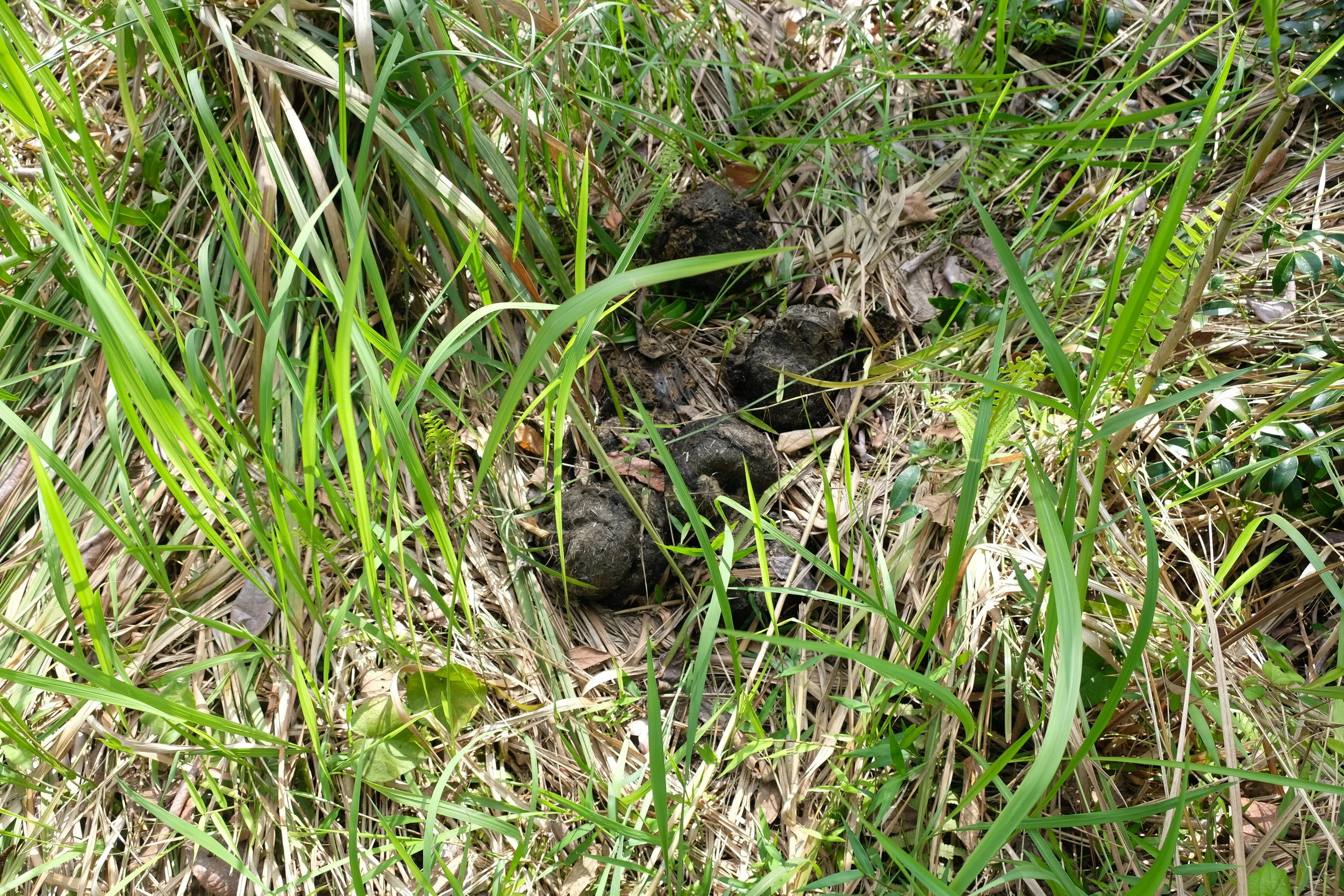 Elephant poop - the closest I came to finding them