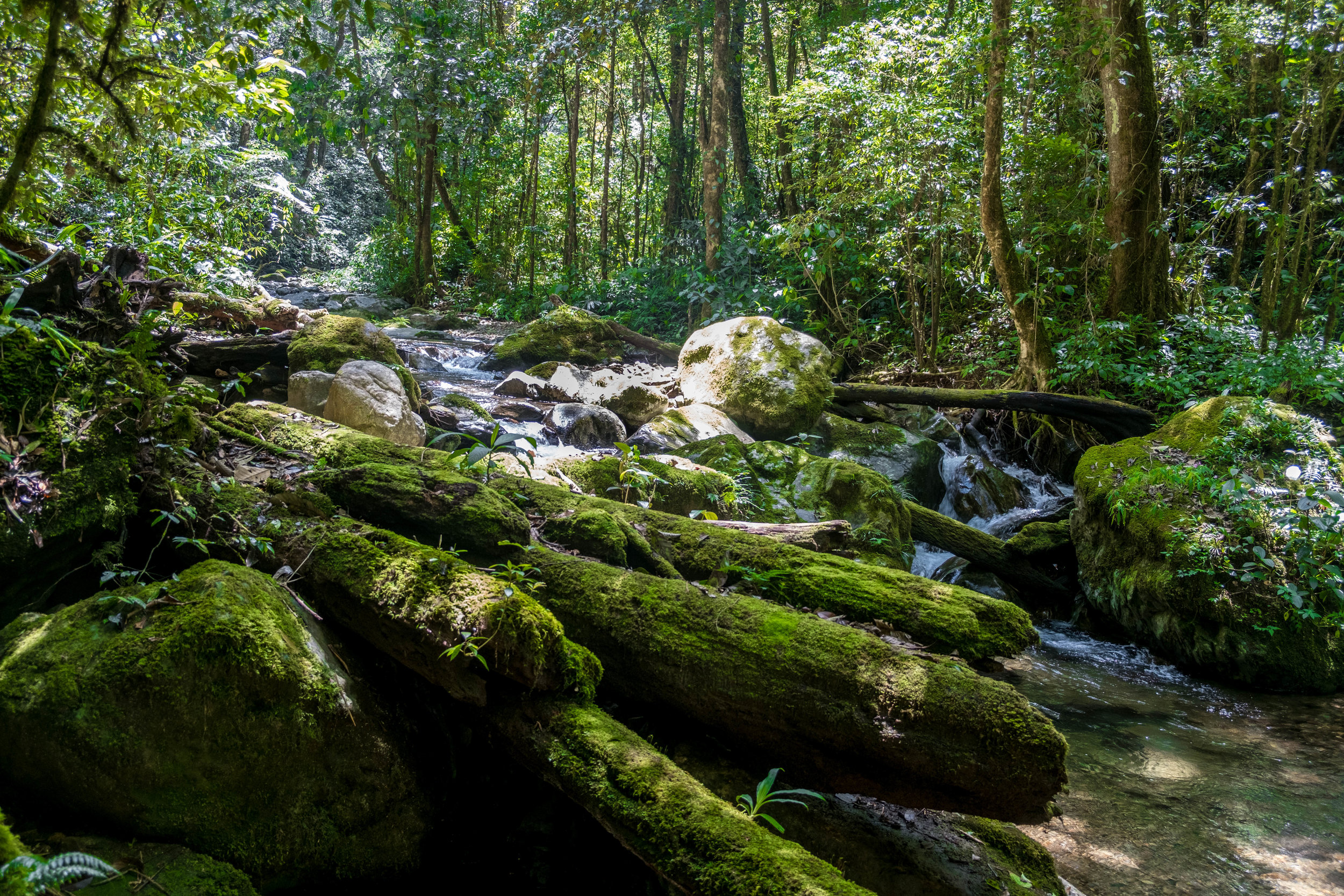  Hiking in Kinabalu National Park 