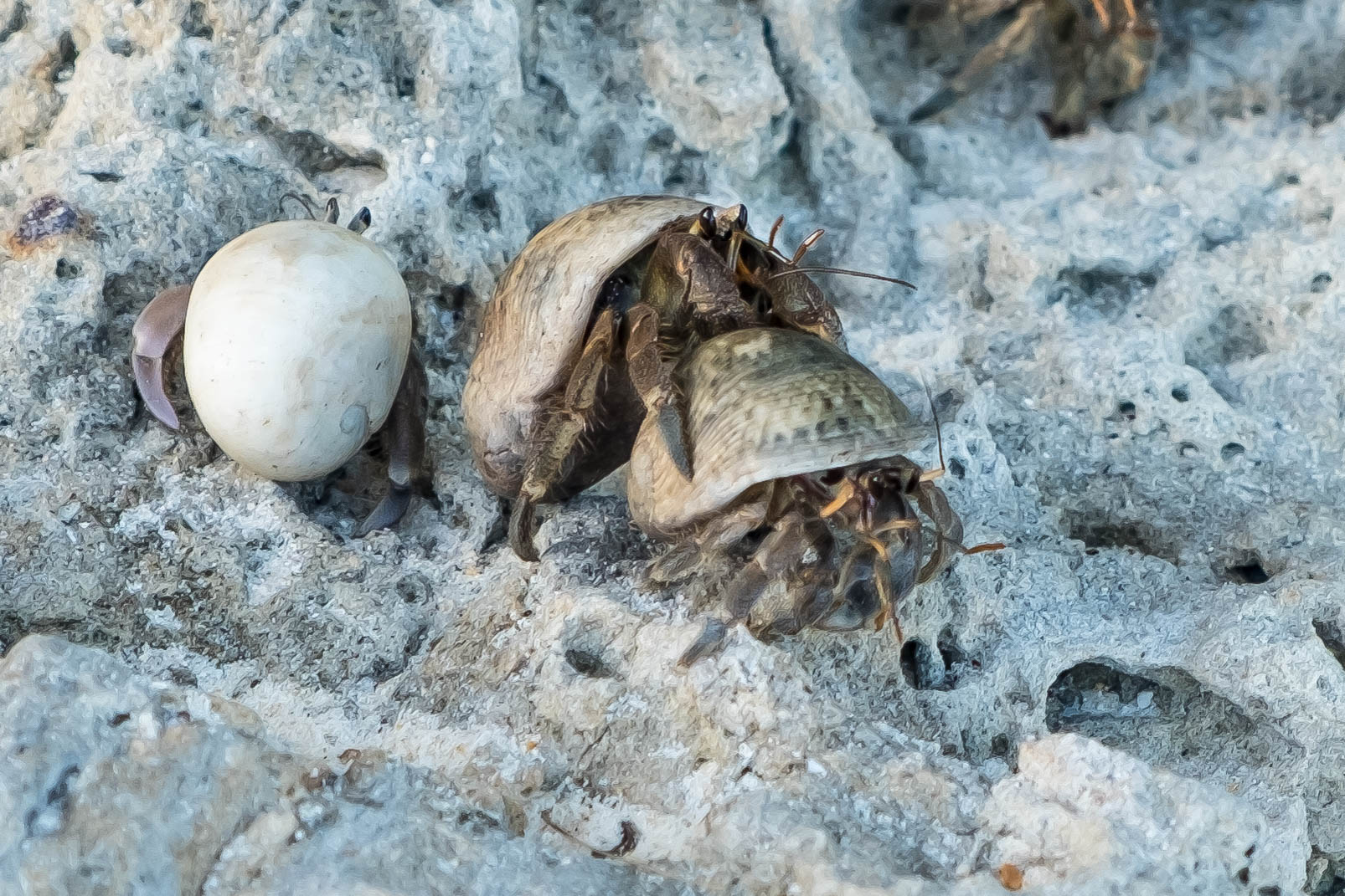Observing the local hermit crab wildlife