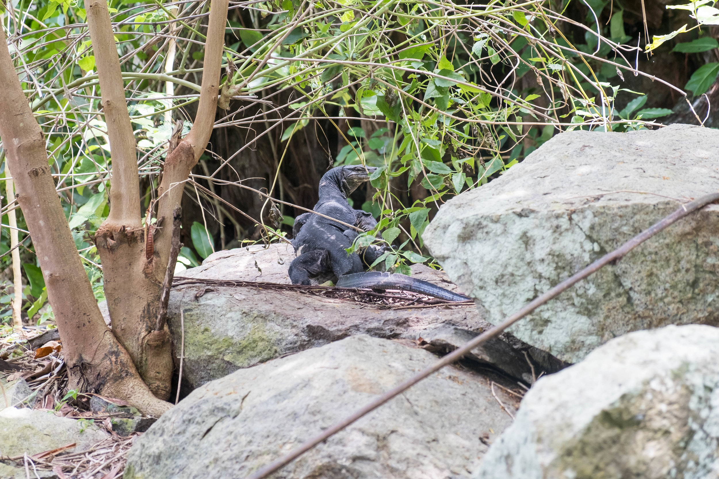  Monitor Lizard in the brush 