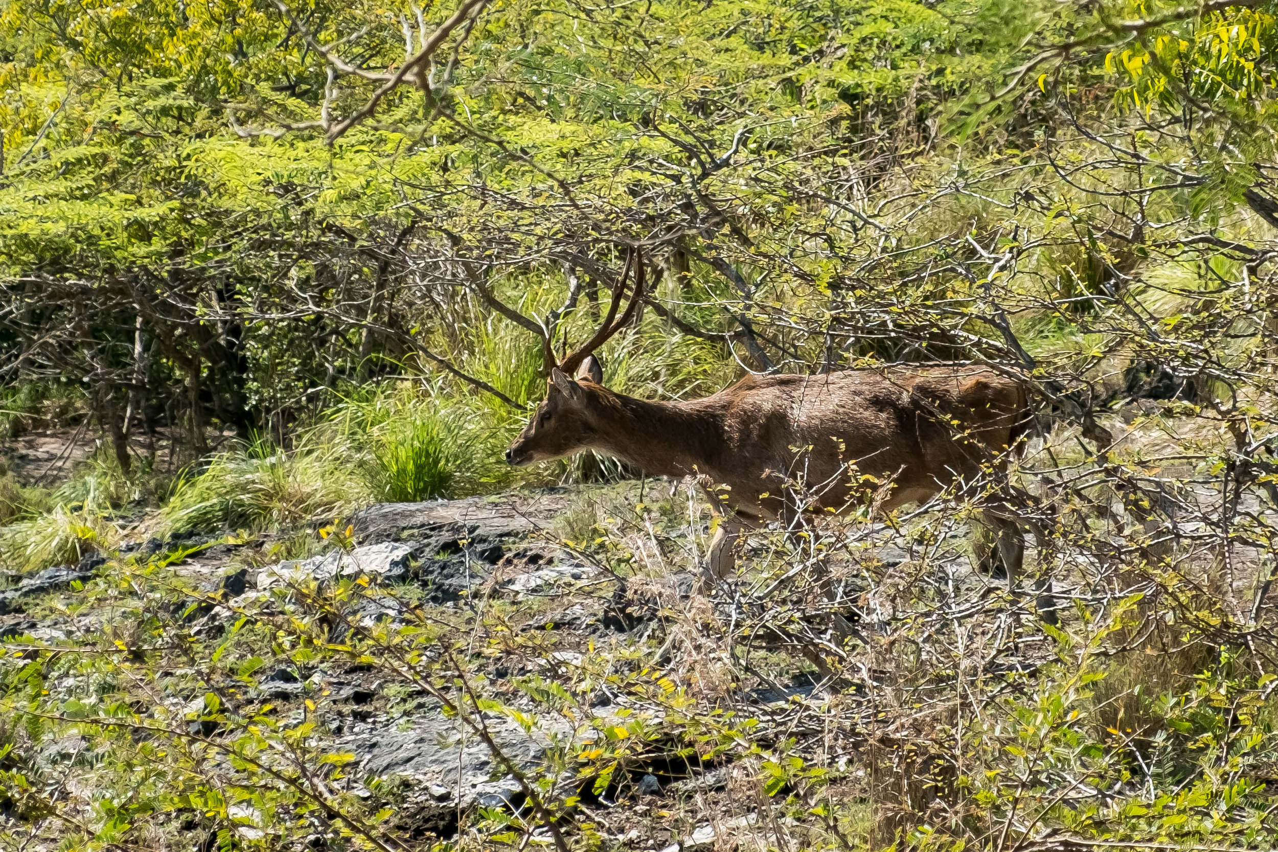  Javanese Deer 