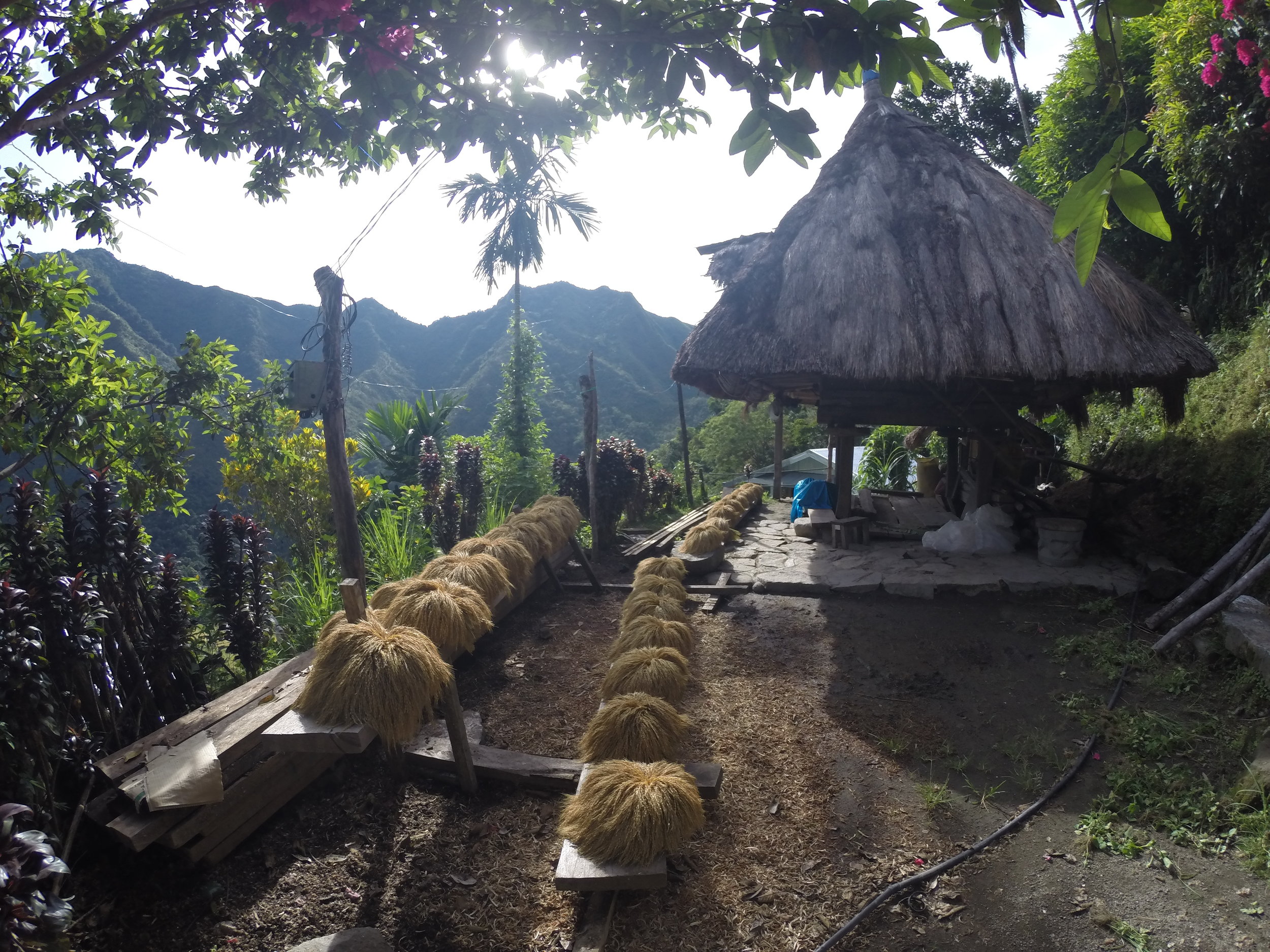  Rice bushels drying in the sun 