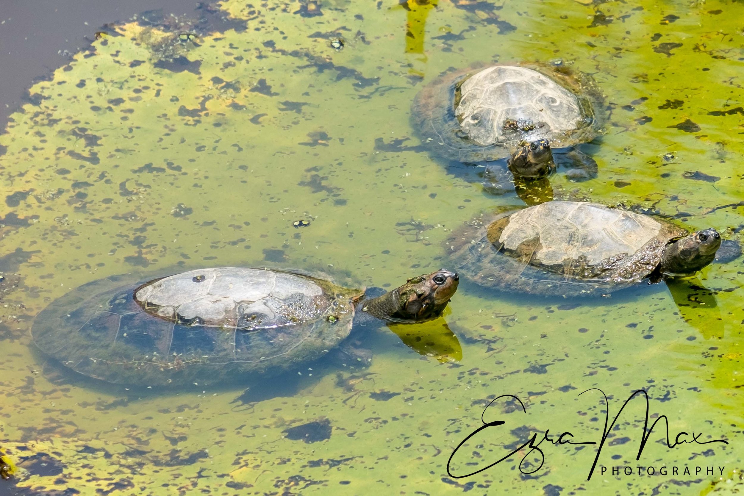 Turtles on a lilypad