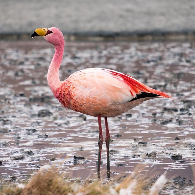 Desert crossings filled with flamingos, wind carved rocks, and painted landscapes. Thank you #bolivia. #flamingo #uyuni #desert #travel #travelphotography #wildlife #wildlifephotography #wildlifephotos #landscapes #landscapephotography #photography #