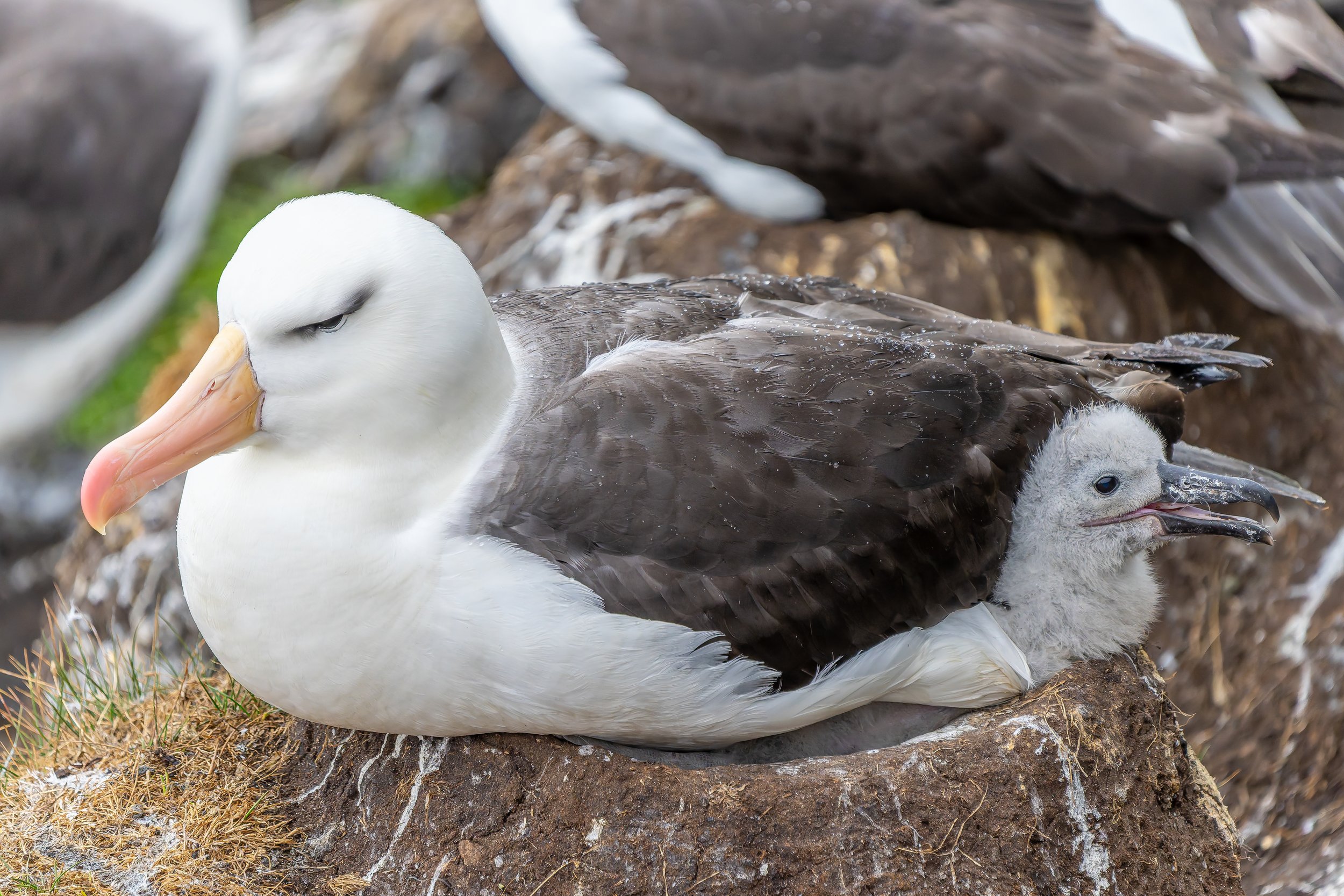 Black-browed Albatross and Chick on Nest.jpg