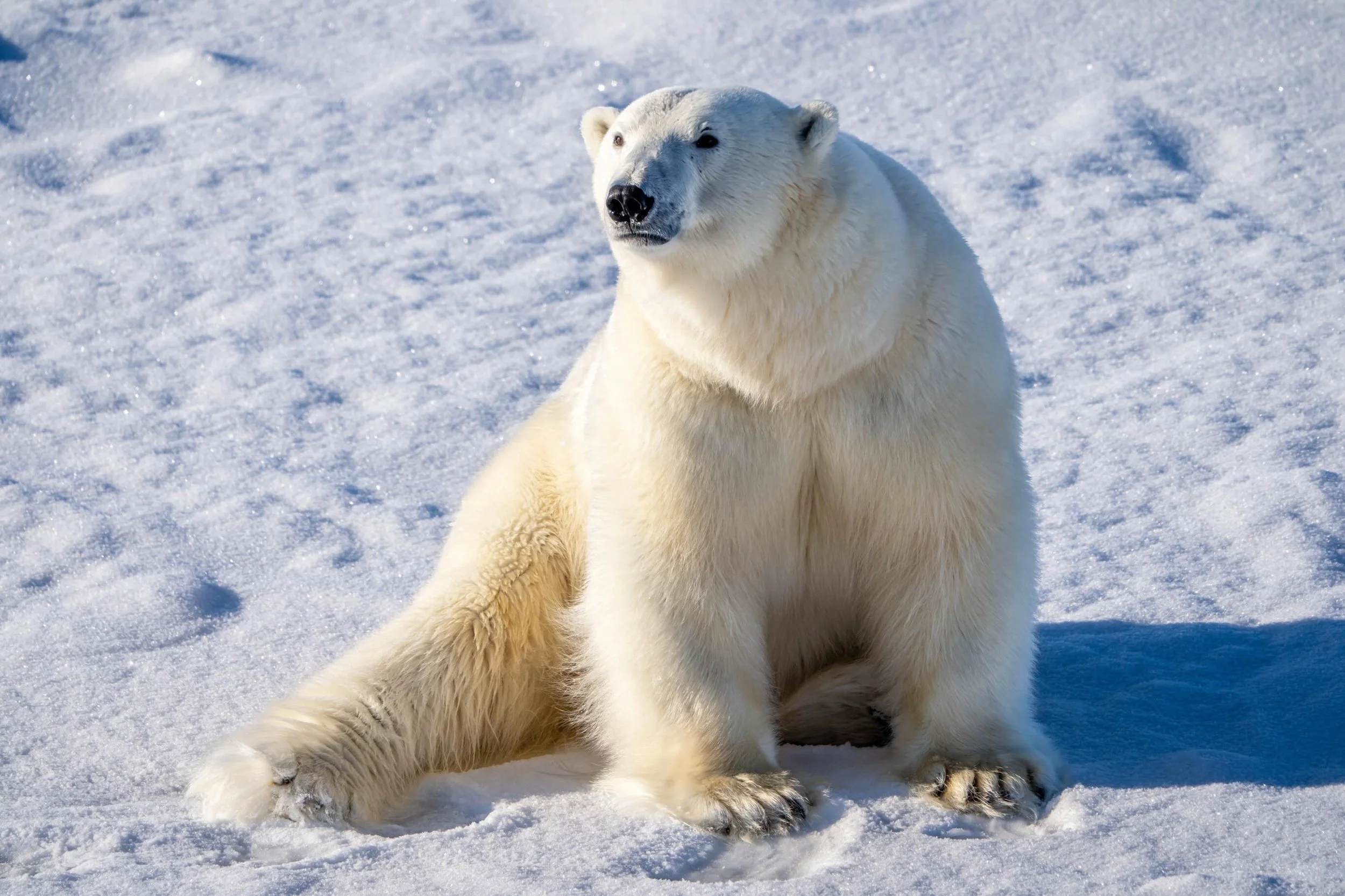 The reason I come back to the Arctic every year. The highlight of my season was when this bear approached our ship and felt comfortable just sitting around enjoying the company. 
#polarbear #arctic #wildlife #photopgraphy #icebear