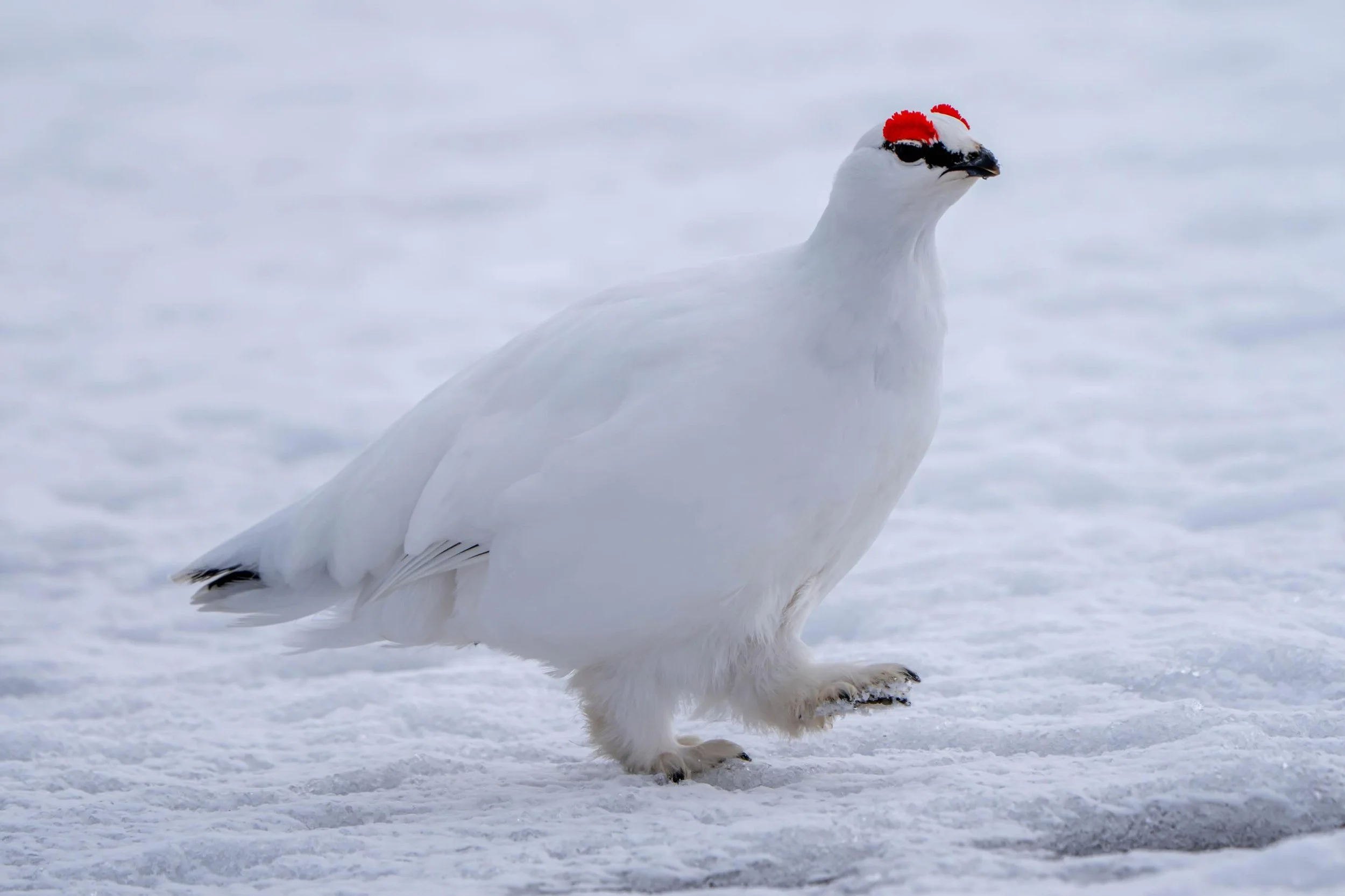 For my bird friends out there! Nothing beats the boots with the fur (with the fur!) of the Rock Ptarmigan. One of the birds I&rsquo;m most excited to see in the early spring before their plumage begins to change. The birds:
1. Male Rock Ptarmigan
2. 