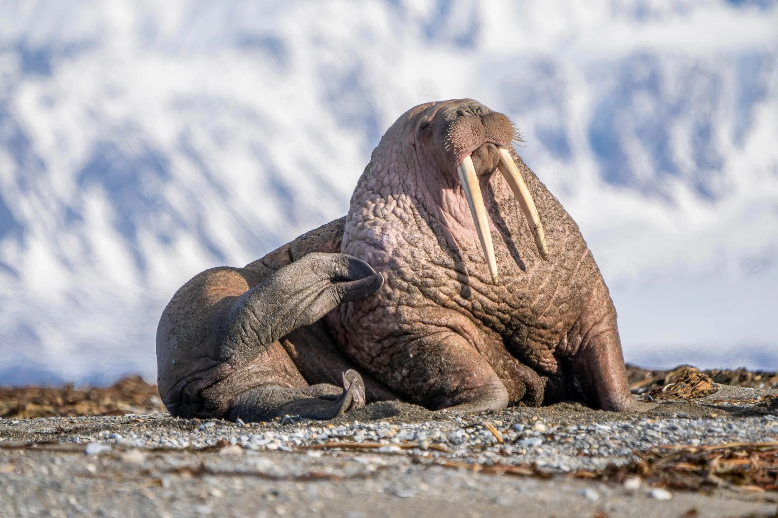Early season in the Arctic brought the arrival of my favorite lumbering Arctic pinniped, the walrus. As the ice disappears during the summer months, walrus come to the shores of Svalbard looking for a place to rest after their foraging excursions. Th