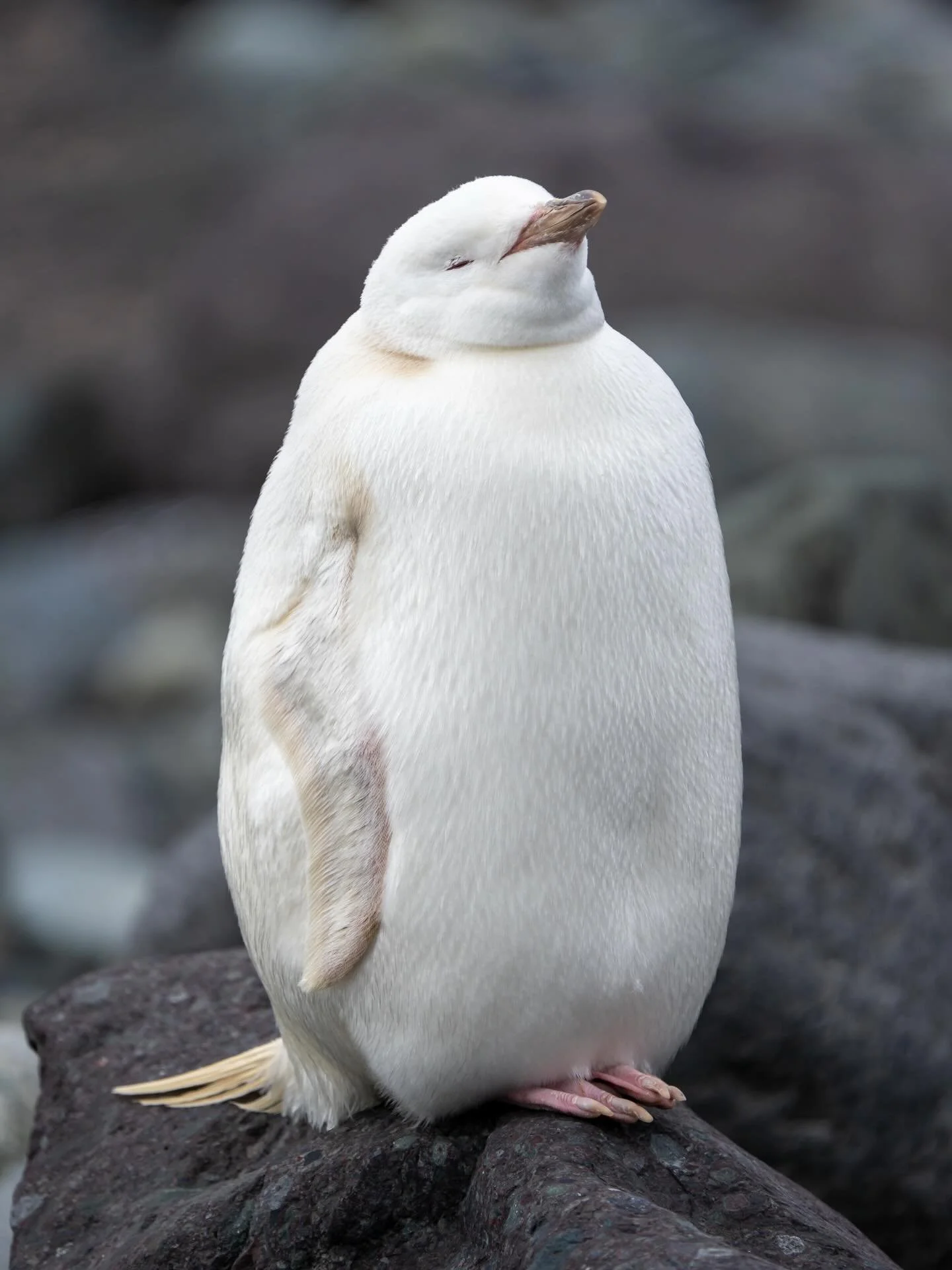 This is a Leucistic Gentoo Penguin chick, a rare condition that exists in almost all animals. Similar to being an albino, leucistic animals have a mutation that affects their production of melanin. However, where albinism means a complete lack of mel