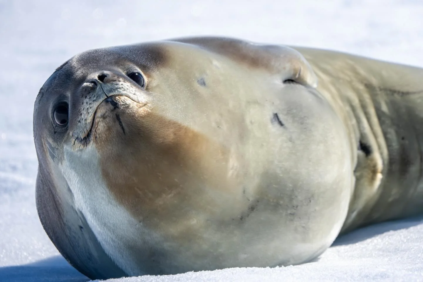 This is the most difficult seal to see in the world, the Ross seal. I was beside myself with excitement and could barely manage to hold it together. I have colleagues that have spent over 25+ years in Antarctica and have never seen one. 

During my l