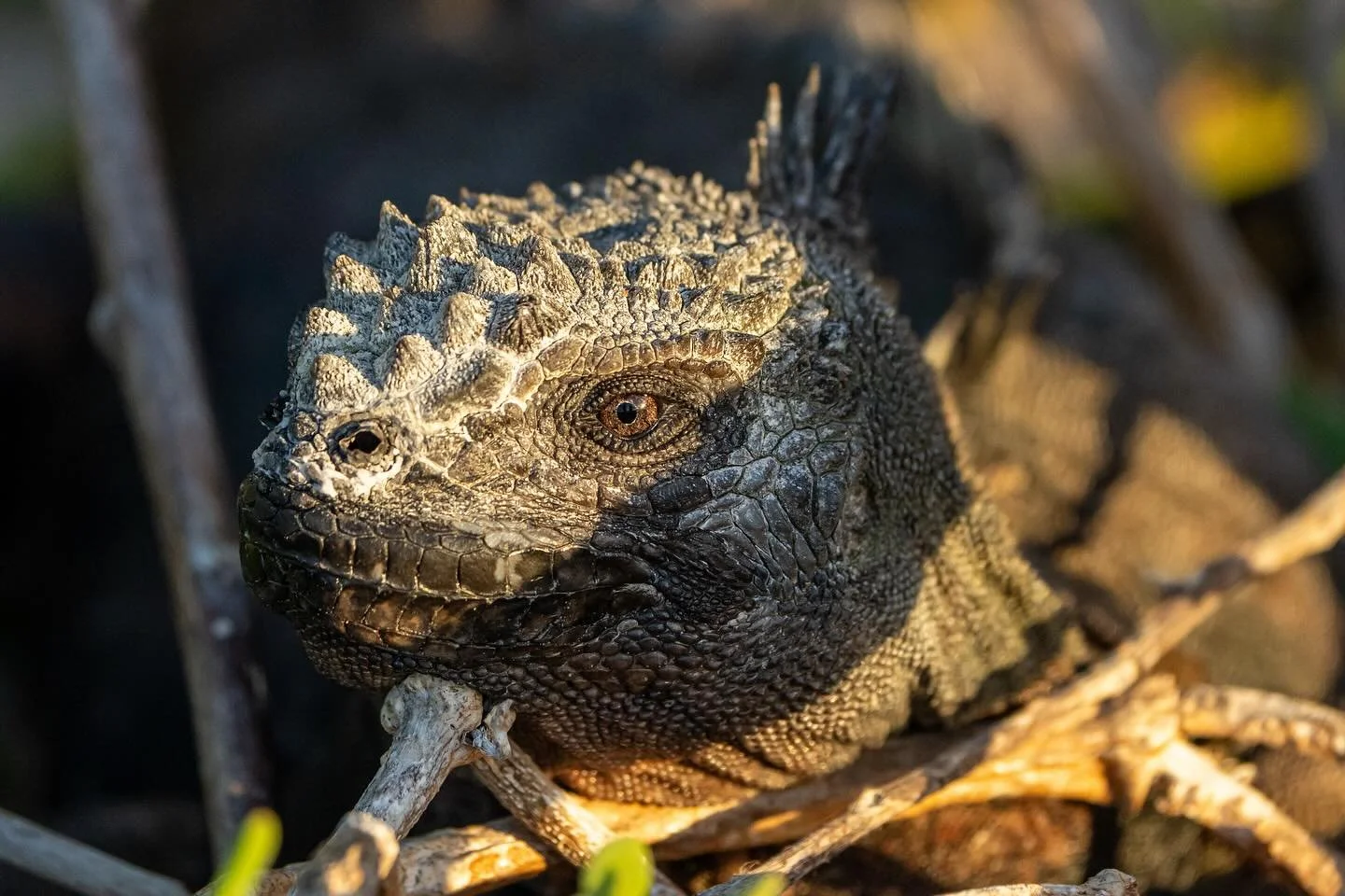 I&rsquo;ve saved my favorite for last of the Gal&aacute;pagos Islands - the iguanas. I don&rsquo;t know what it was about getting to view both the land and marine iguanas on the various islands, but they quickly became my favorite wildlife encounter.