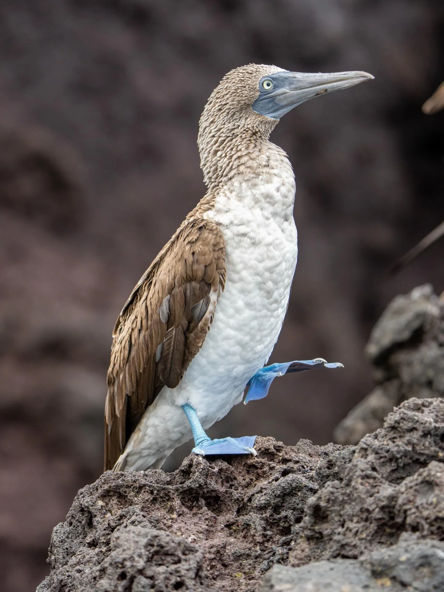 When I thought of birds and the Galapagos three things came to mind &ndash; the Blue-Footed Booby, Galapagos Penguins, and Darwin&rsquo;s observations on the various finches and mockingbirds from island to island. However, there were so many more bir