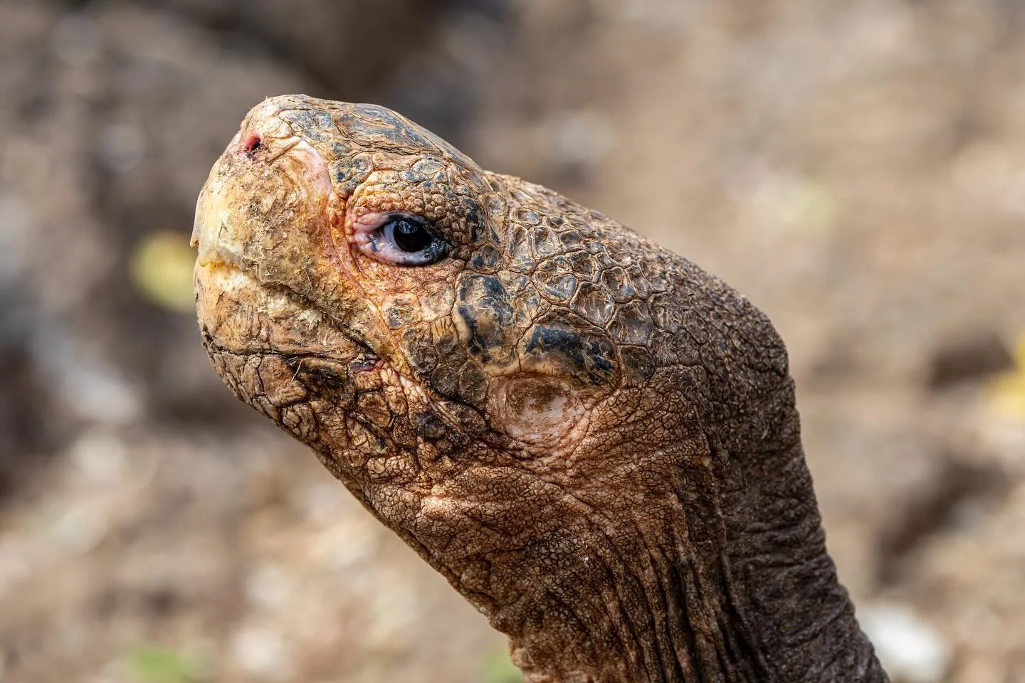 Galapagos Giant Tortoise! These guys are the largest tortoises in the world and can weigh on average about 500lbs. Due to their slow metabolism and ability to store water and go without food for long periods of time, these tortoises often live past 1