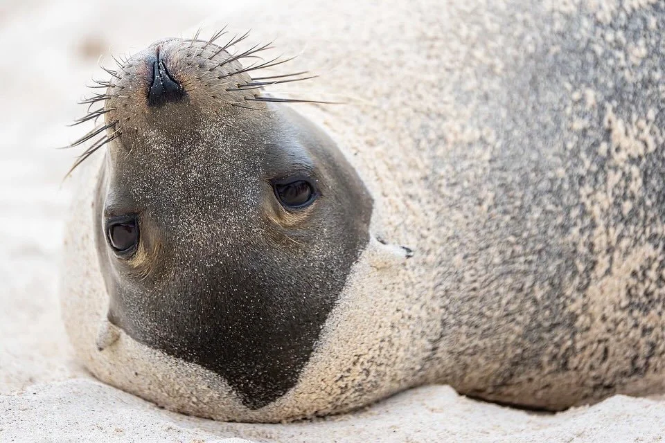 The Galapagos Sea Lion. A very playful pinniped, that can be found on almost all the beaches and in any of the water around the Gal&aacute;pagos Islands. Completely unafraid of being in the presence of humans, they can be found providing constant ent