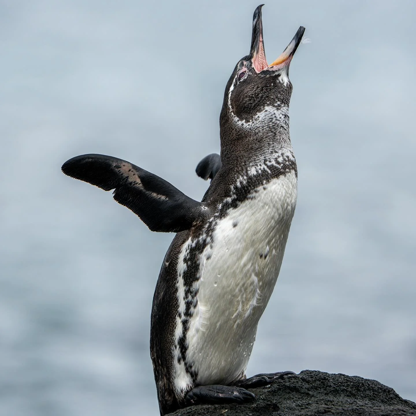 The Galapagos Penguin is the second smallest penguin in the world and the only penguin that can be found north of the equator. The population is the lowest of all penguin species at approximately 2000 and is considered an endangered species. I was ve
