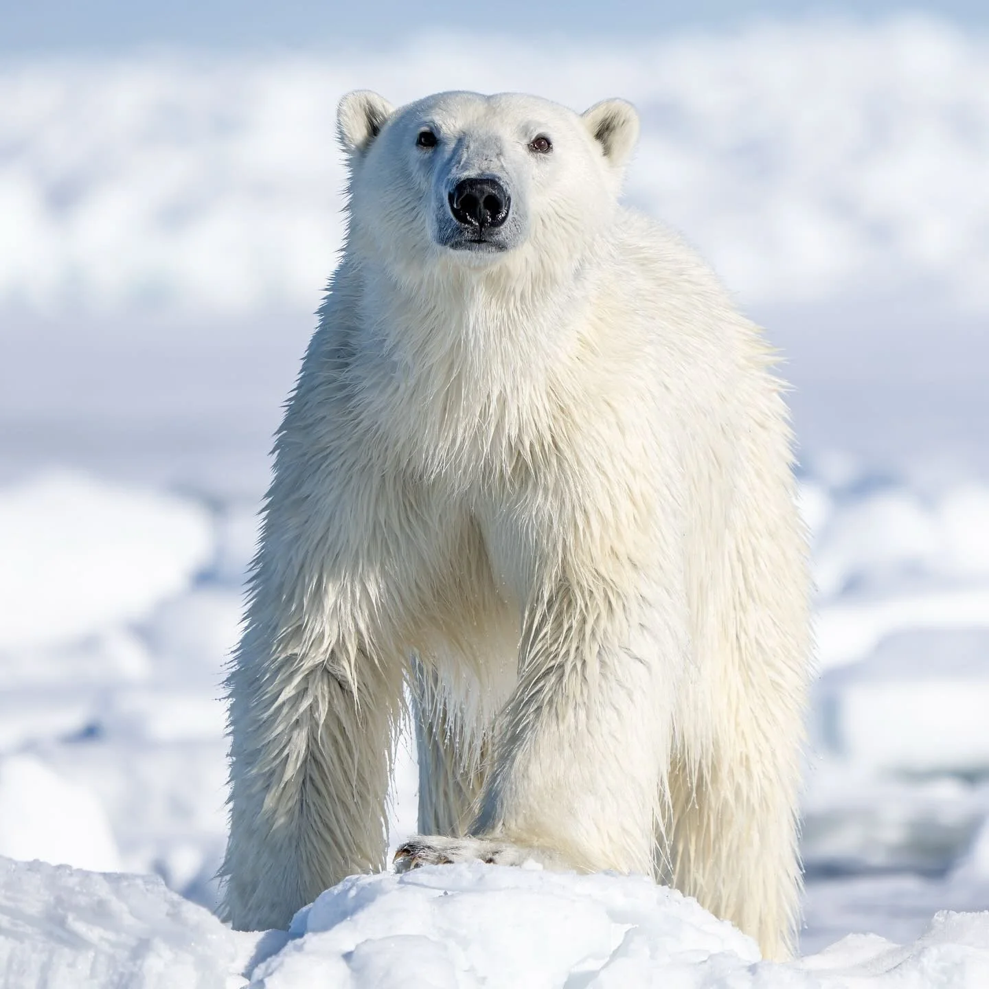 What an incredible encounter with the Arctic&rsquo;s most beautiful animal - the Polar Bear. It is always such a rush of energy and excitement to see a polar bear. And to have one approach us from miles away, making its way on ice and through water, 