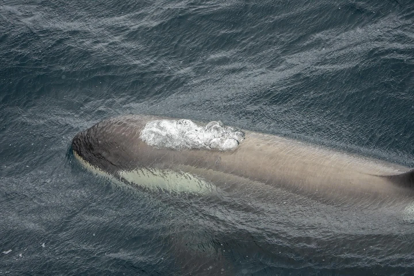 The beautiful moment as a Killer Whale breaks through the surface of the water. A few of my favorite photos of Killer Whales from my most recent season in Antarctica. 

#Antarctica #killerwhale #whales #wildlife #wildlifephotography #nature #travel #