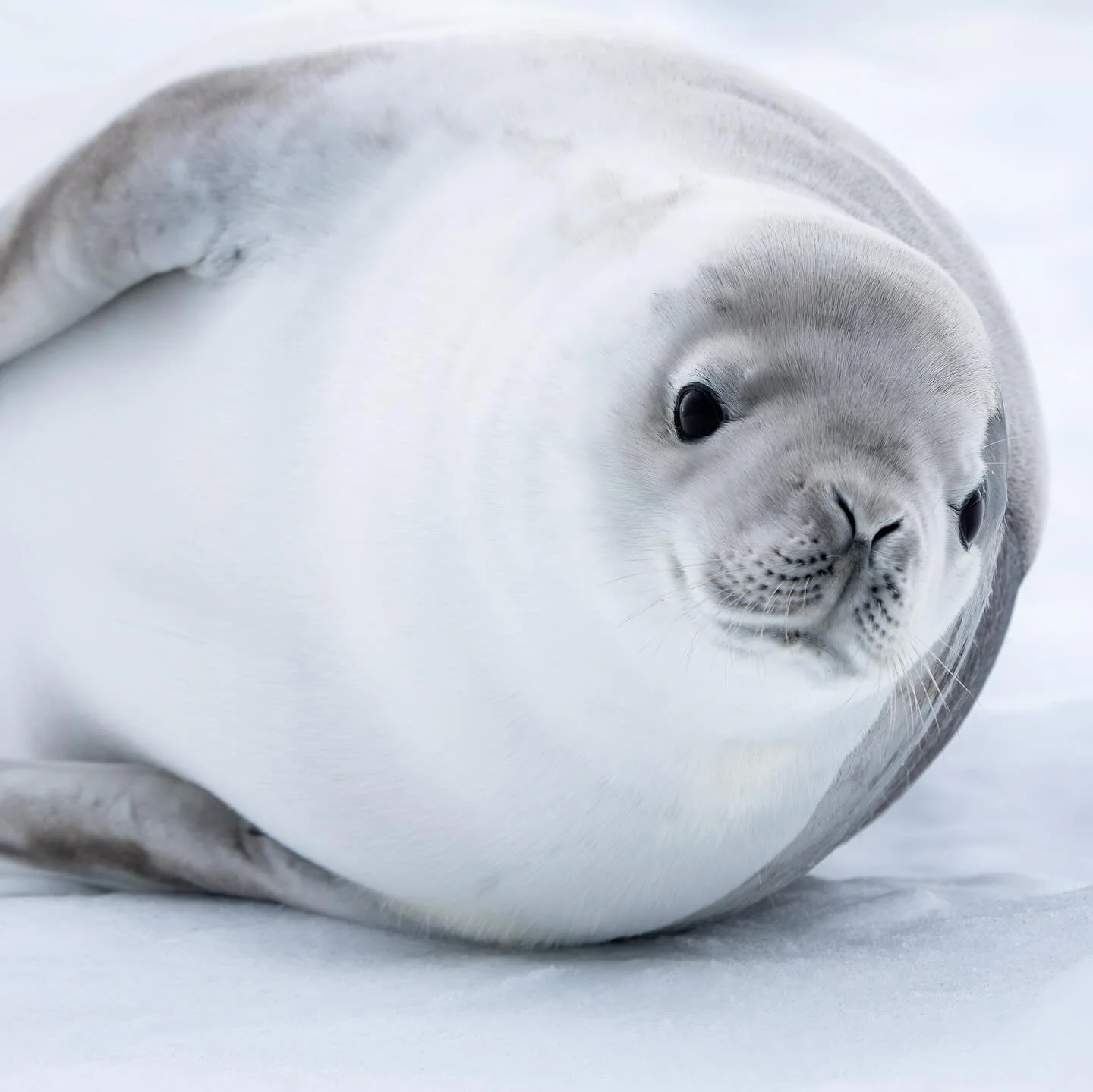 The beautiful platinum coat of a Crabeater Seal. They might not be considered the cutest or most ferocious of all the seals in Antarctica, but they can be darn photogenic now and again. 
#antarctica #seal #pinniped #wildlife #wildlifephotographer #na