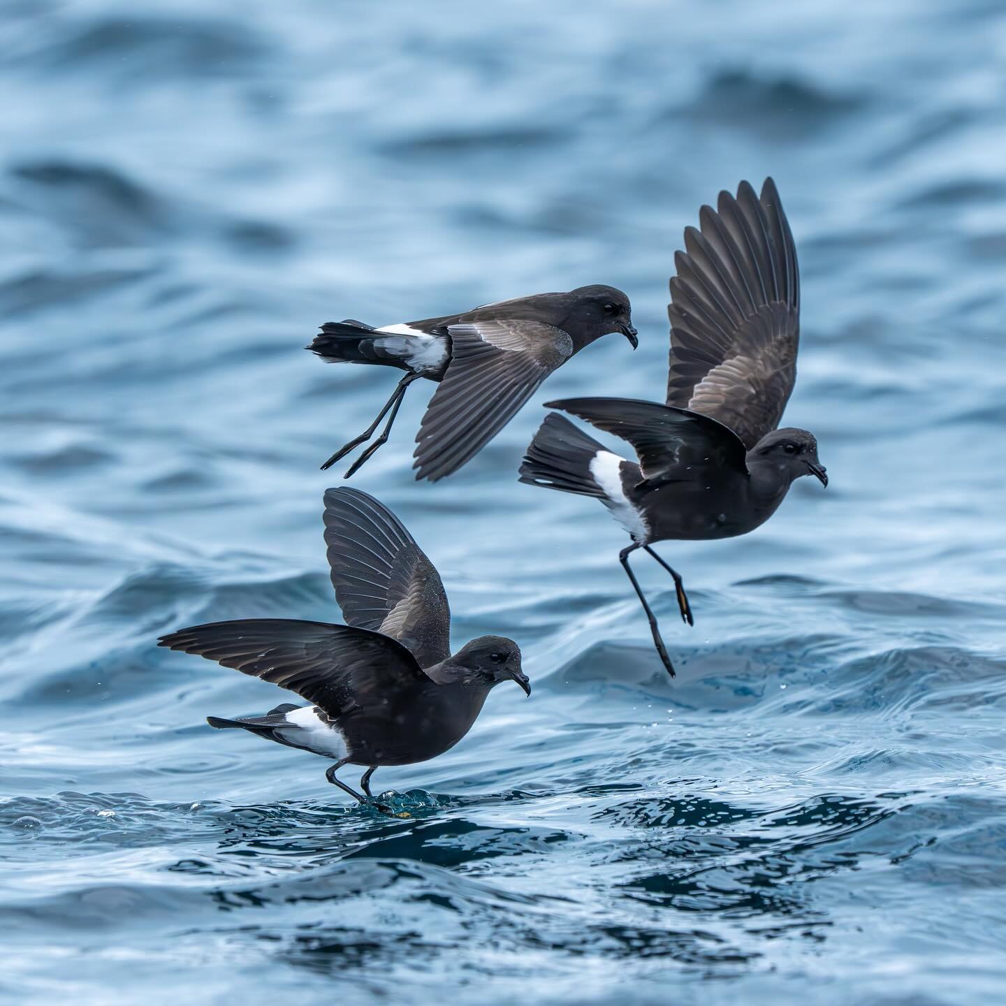 A group of Wilson&rsquo;s Storm Petrels dancing upon the water looking for food. The Wilson Storm Petrel is probably my favorite bird that I see in the Southern Ocean. Their wingspan can reach about 7 inches and they weigh no more than 2 ounces. Howe