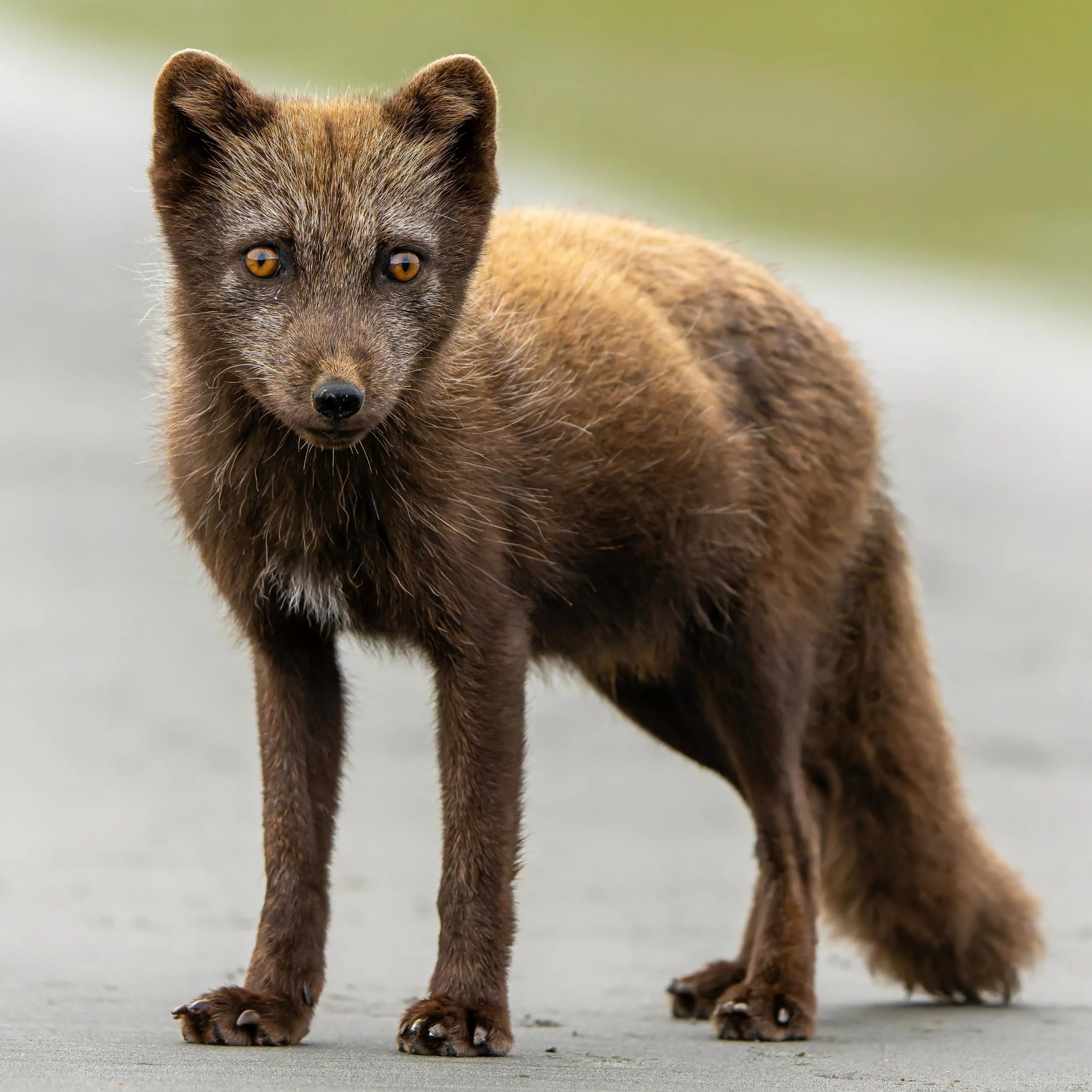 Early morning scout, low tide, and this blue morph Arctic fox had one thing on its mind: breakfast.

It kept a little distance when I first came ashore, but quickly decided nothing was going to stand between it and the Pacific sand lance exposed alo