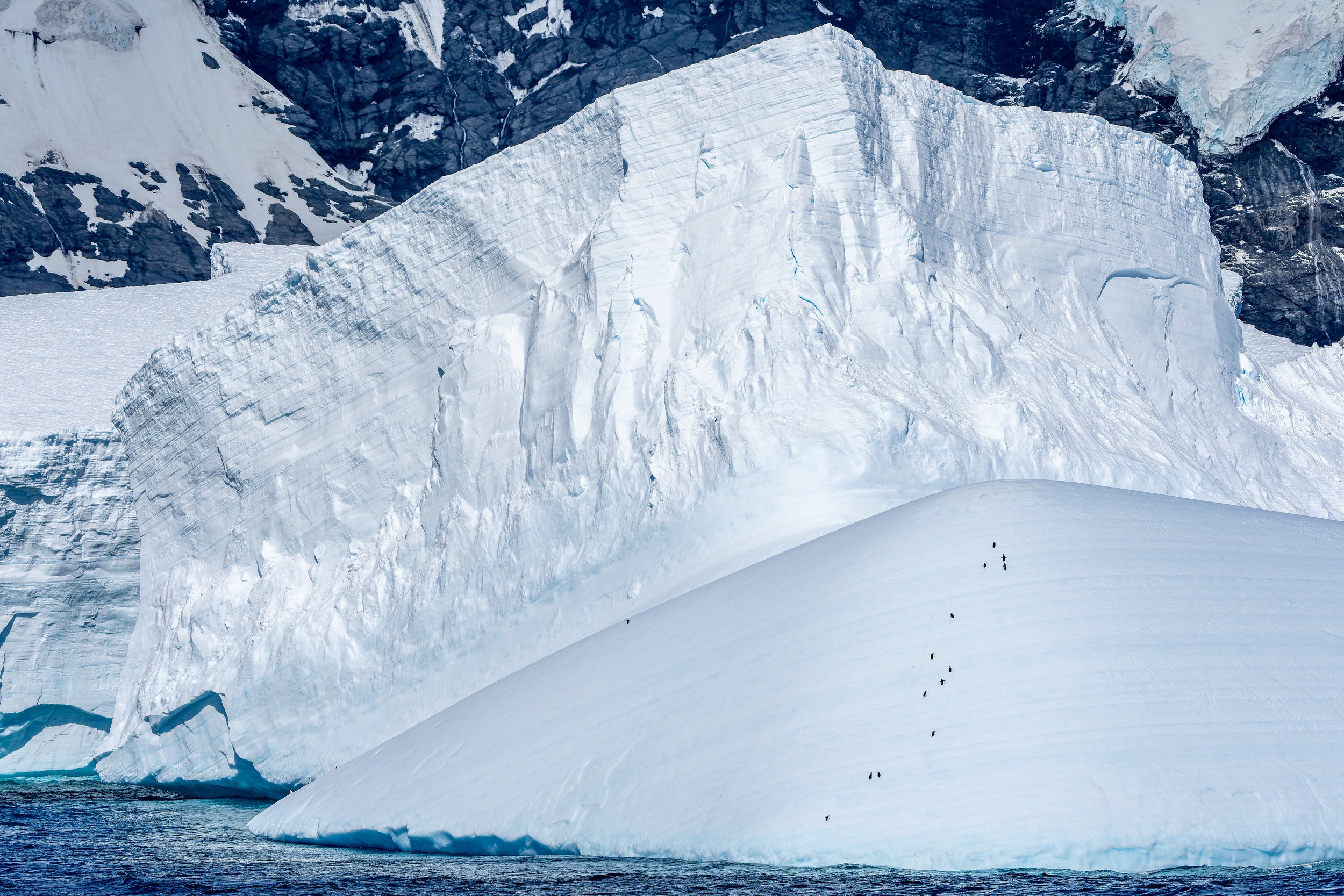 Penguin Iceberg Climb.jpg