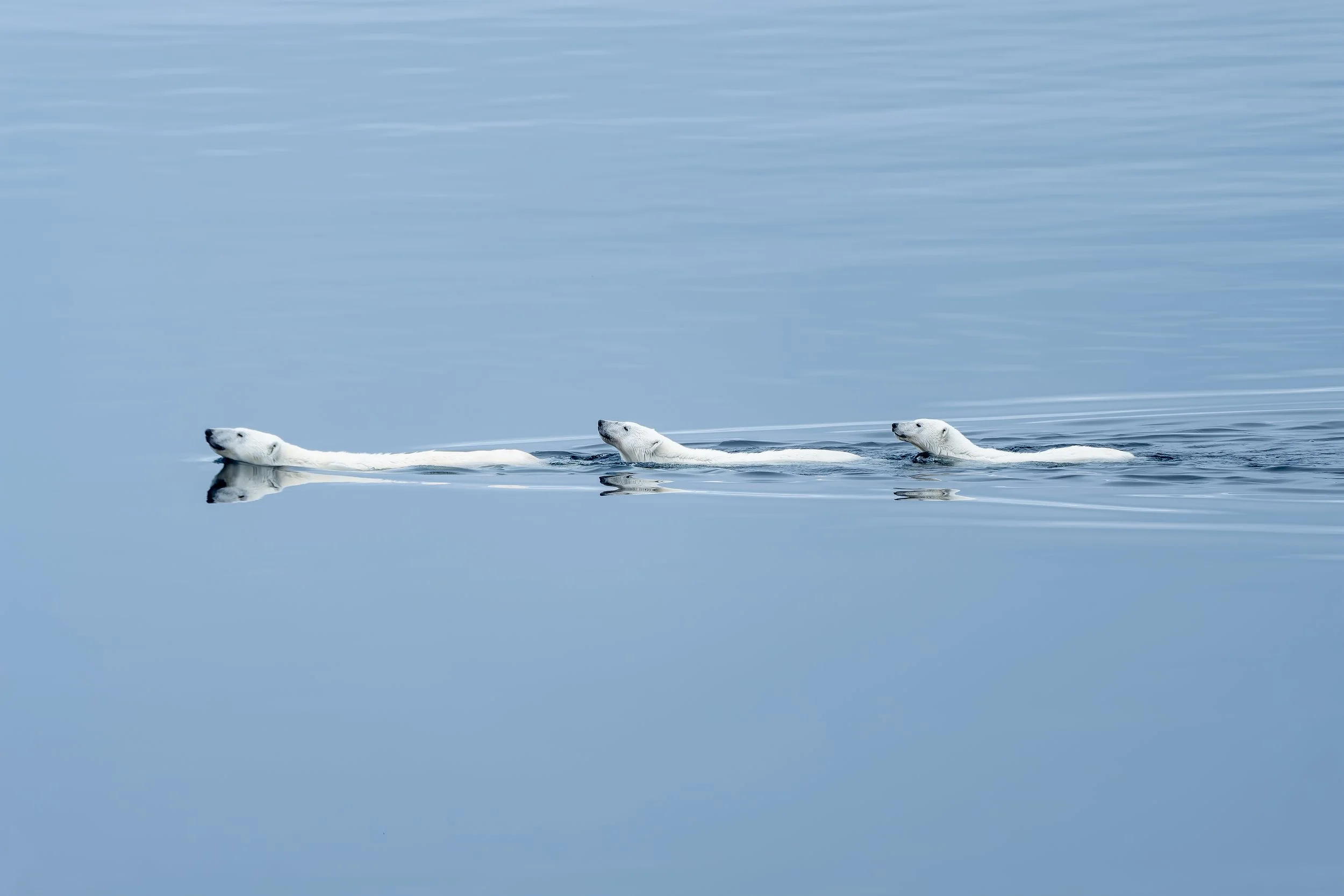 Polar Bear Swimming Parade.jpg