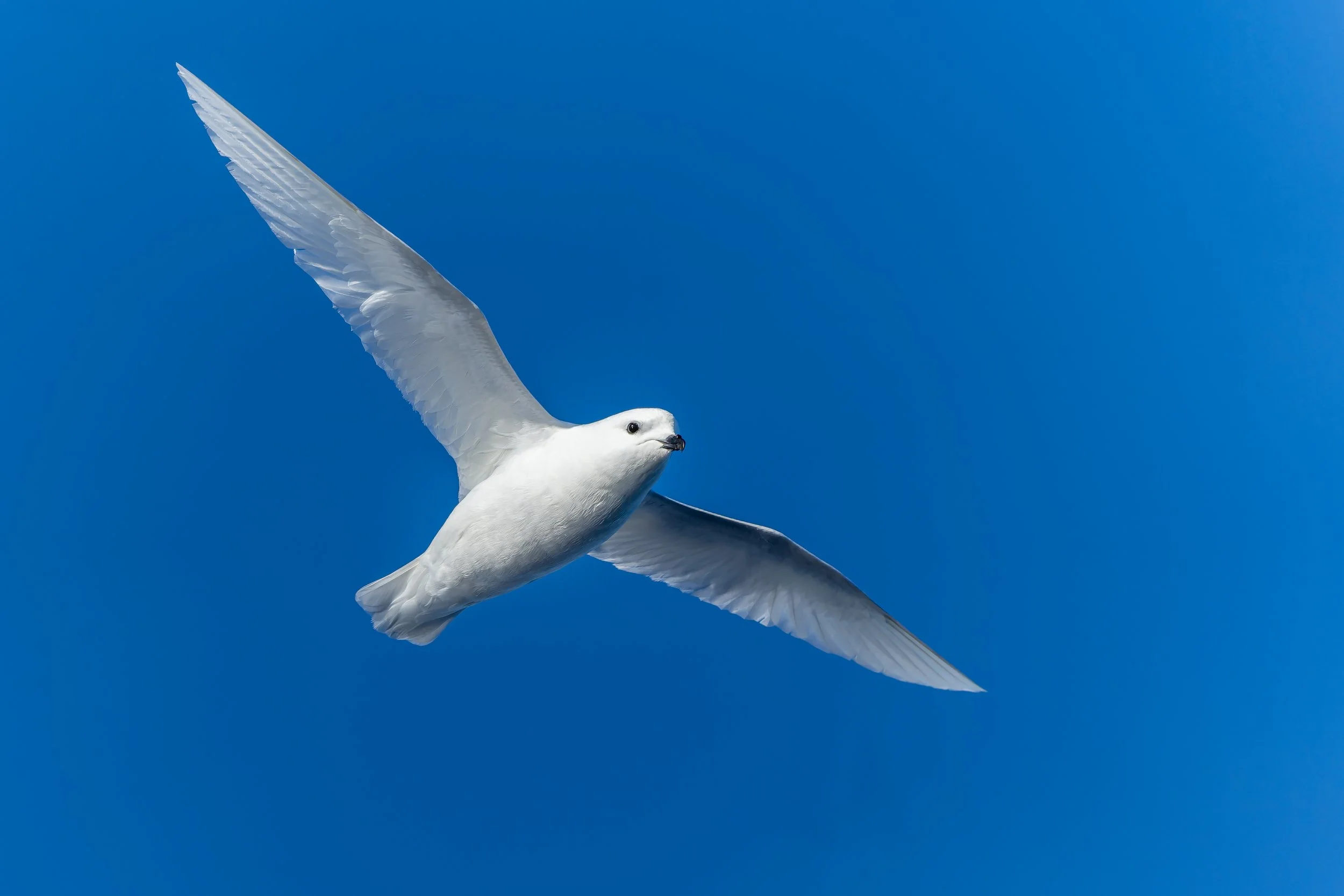 Snow Petrel in Flight.jpg