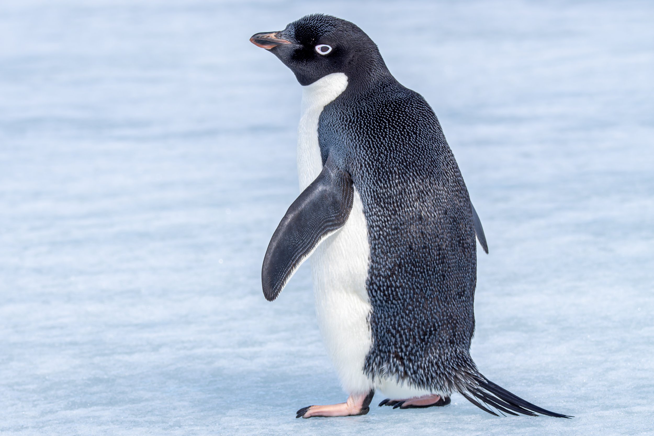 Adelie Penguin Mischievous.jpg