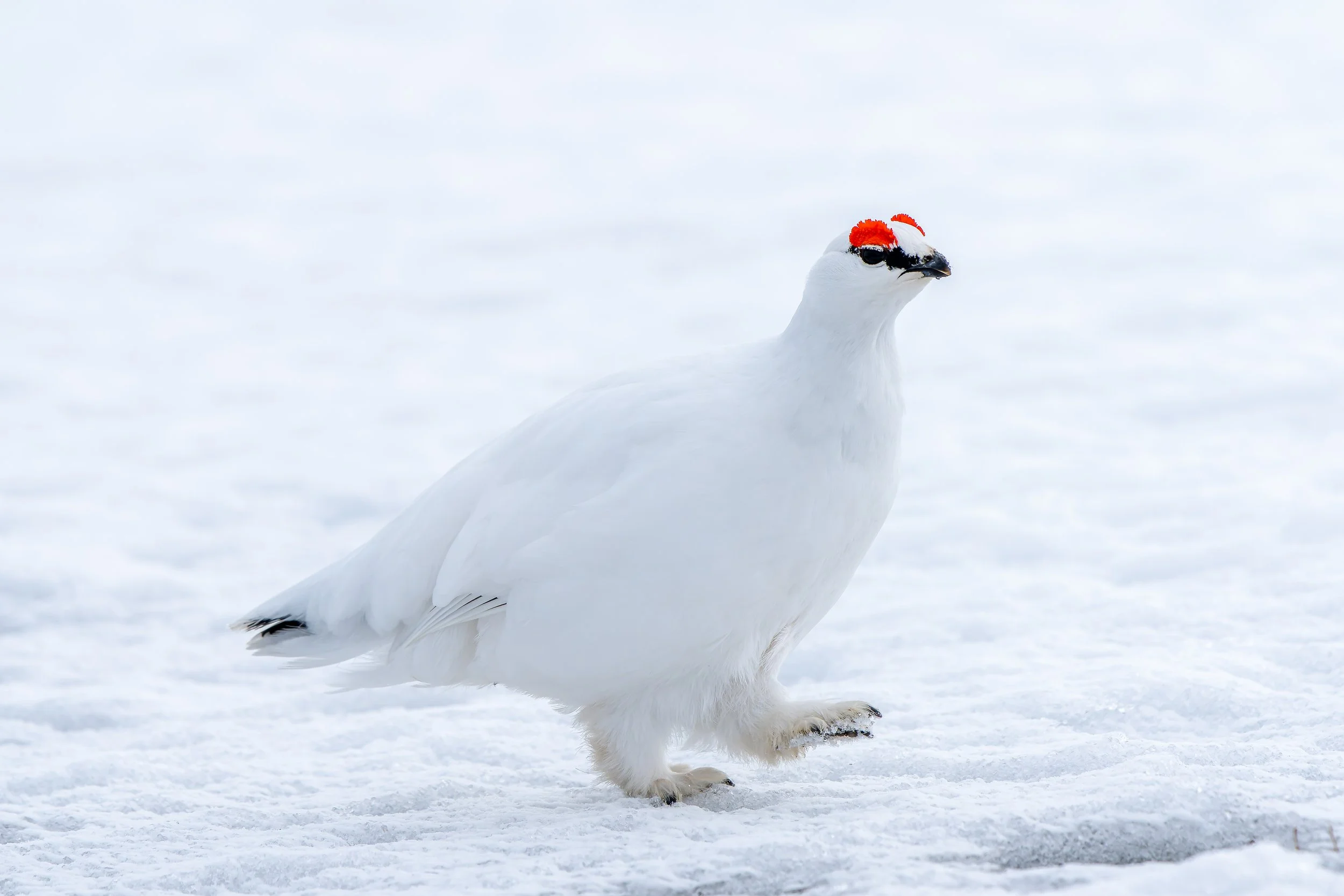 Rock Ptarmigan.jpg