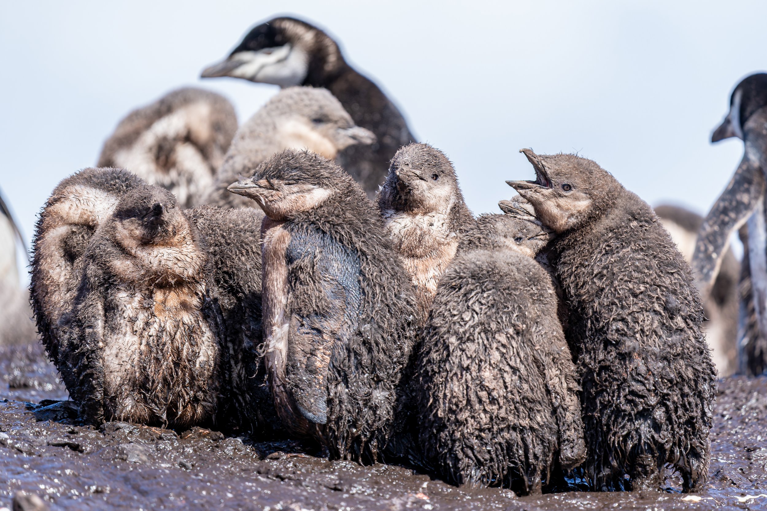 Chinstrap Penguin Chick Mudpile.jpg