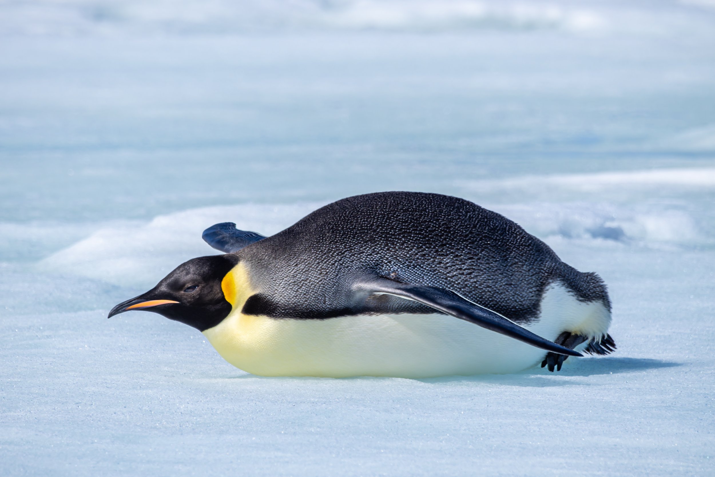 Emperor Penguin Belly Slide.jpg