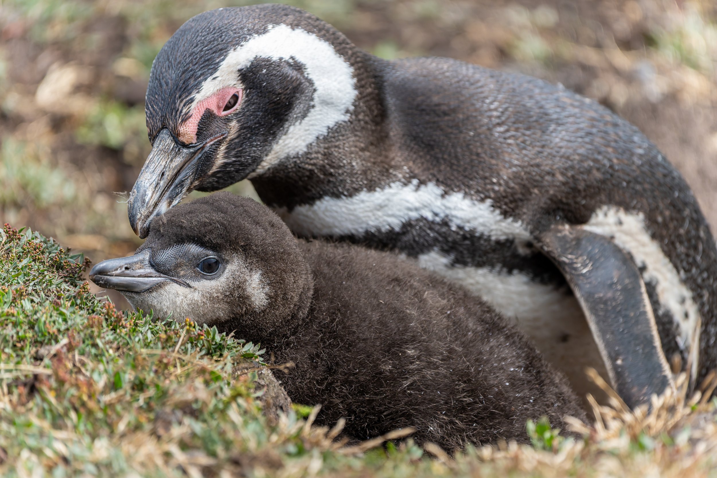 Magellanic Penguin Chick and Parent.jpg