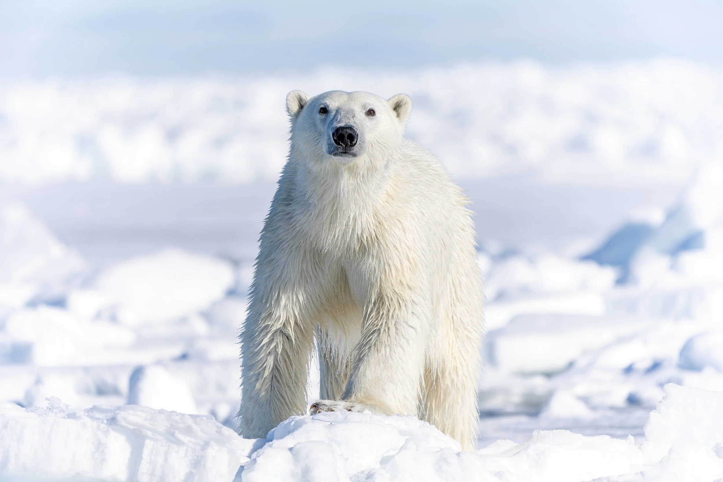 Polar Bear Eye Level.jpg