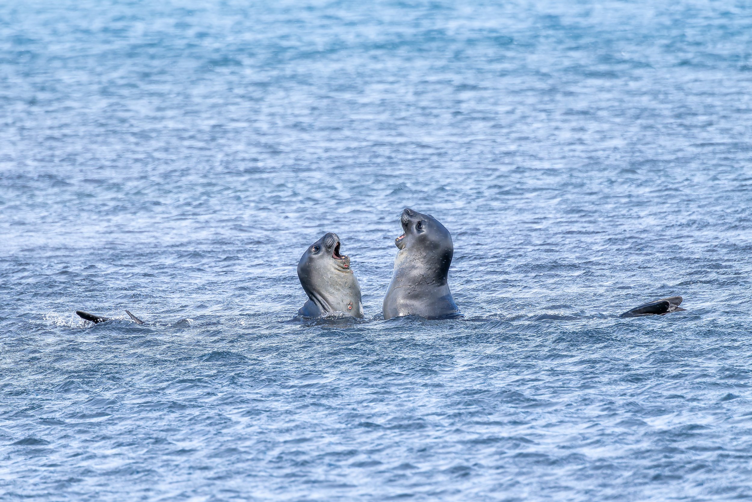 Elephant Seal Pups Playing.jpg