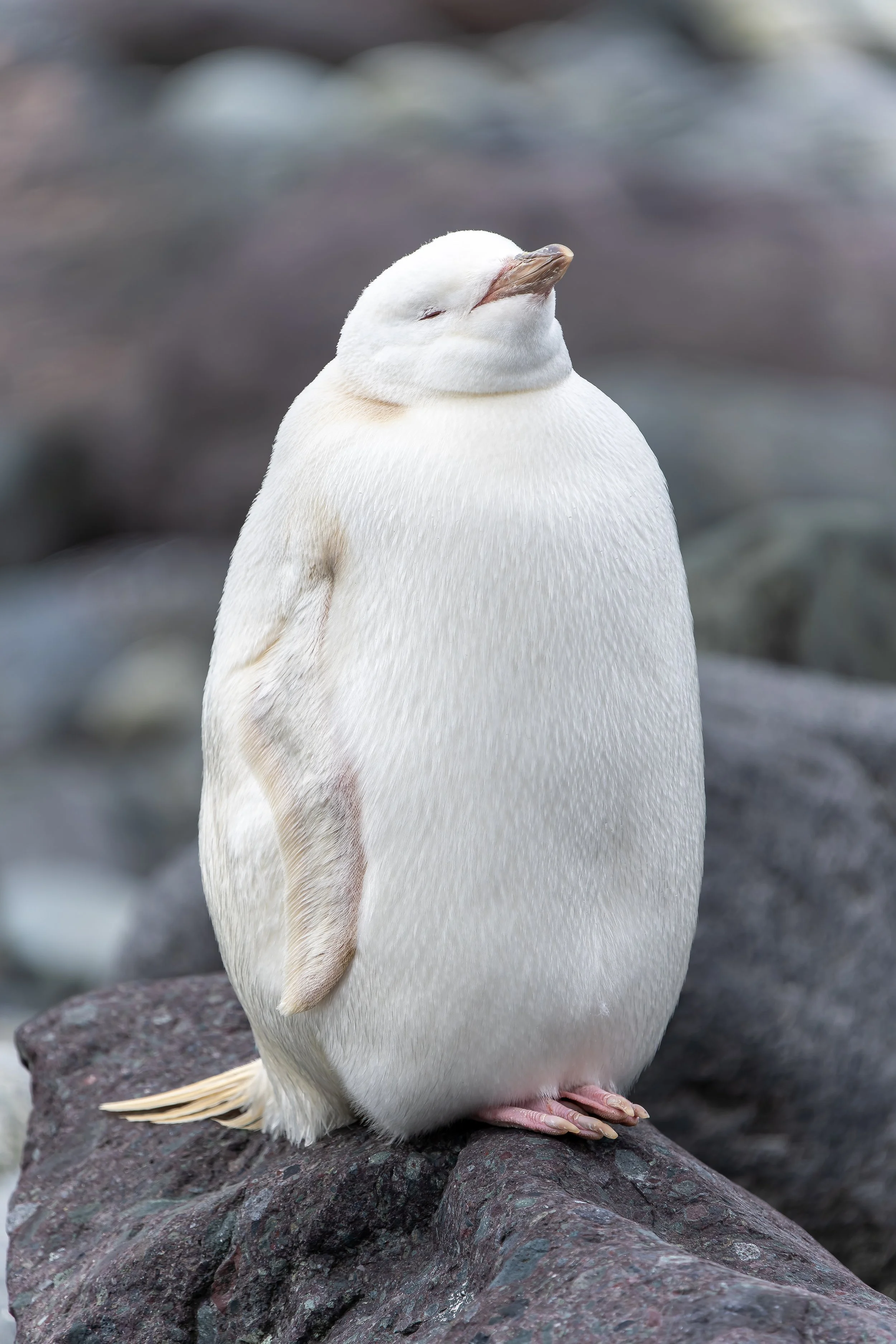 Leucistic Gentoo Penguin.jpeg