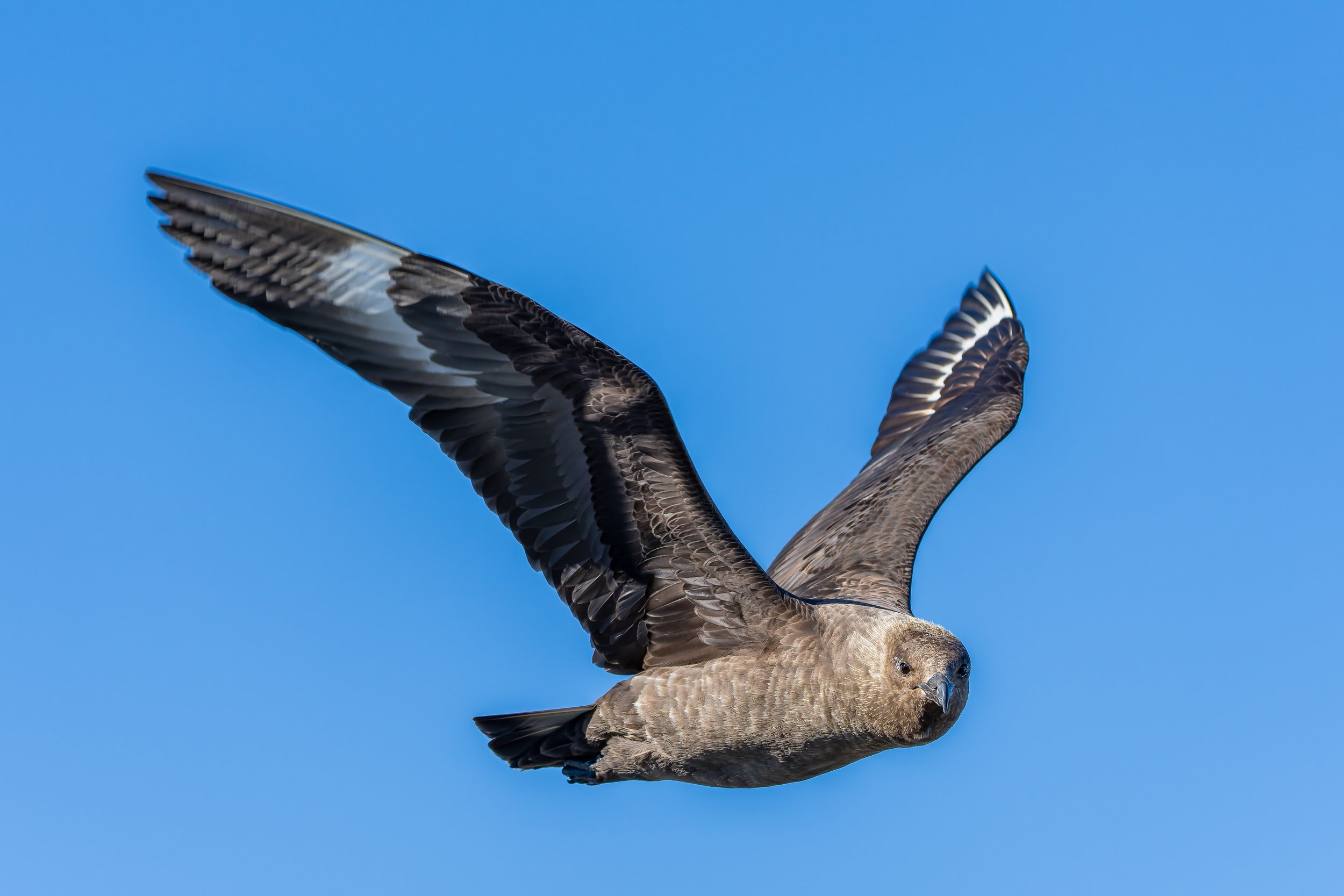 Skua in Flight.jpg