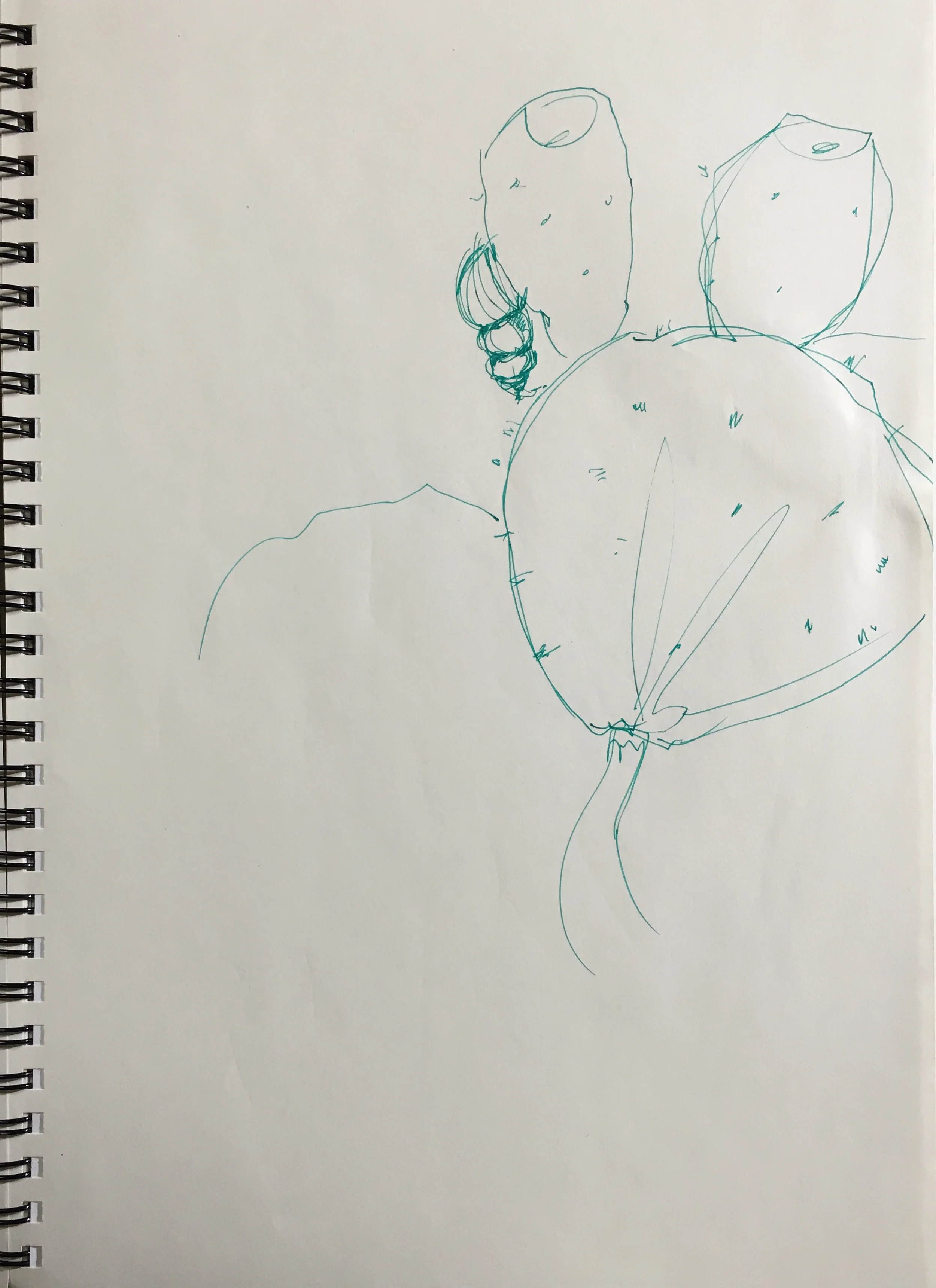 Aransas Wildlife Refuge