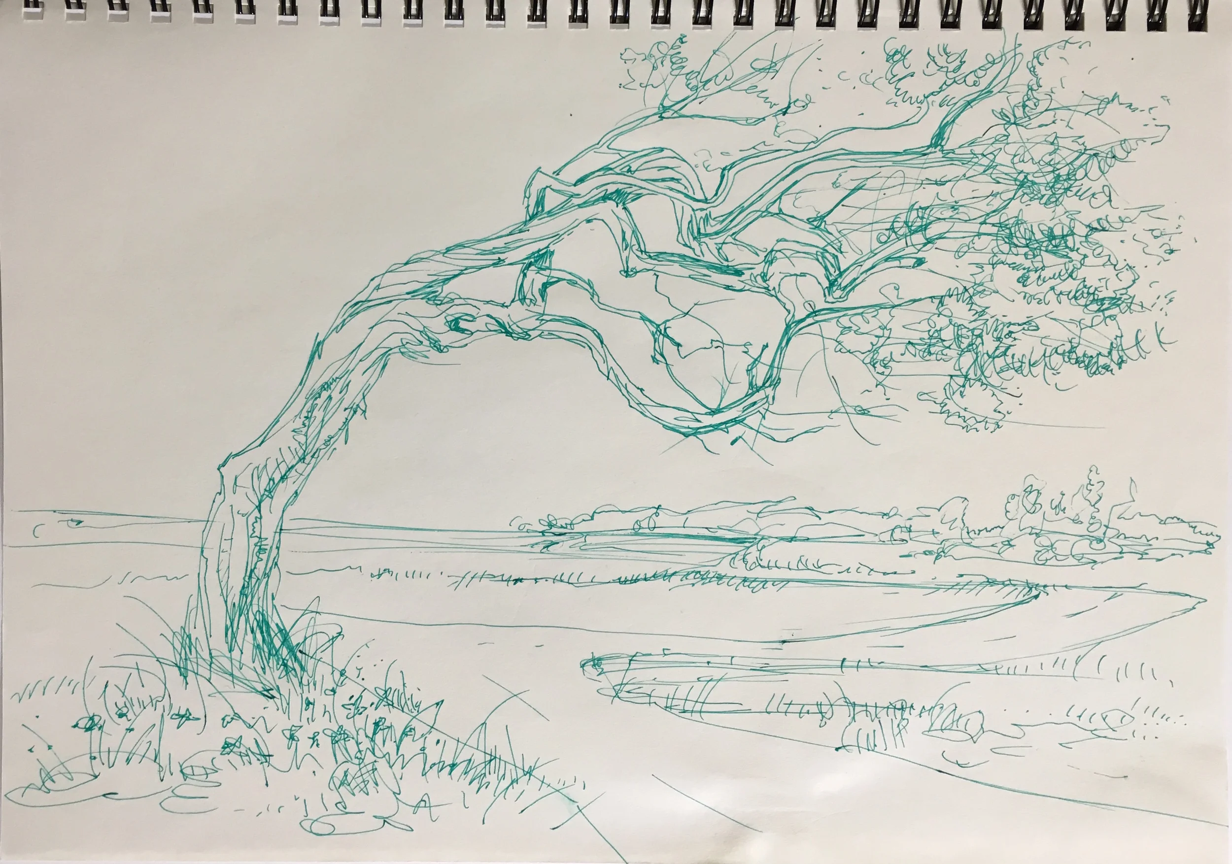 Aransas Wildlife Refuge