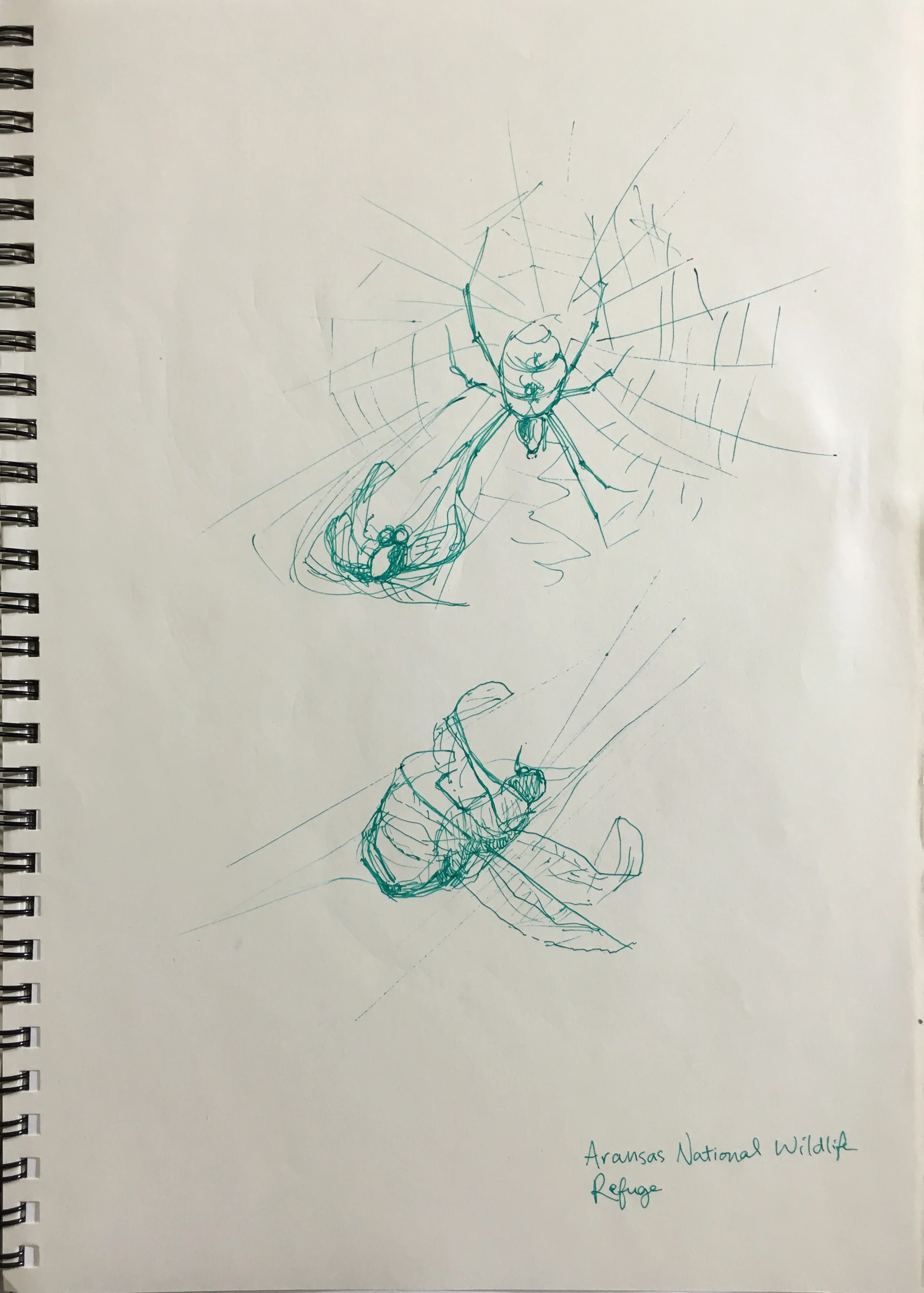 Aransas Wildlife Refuge