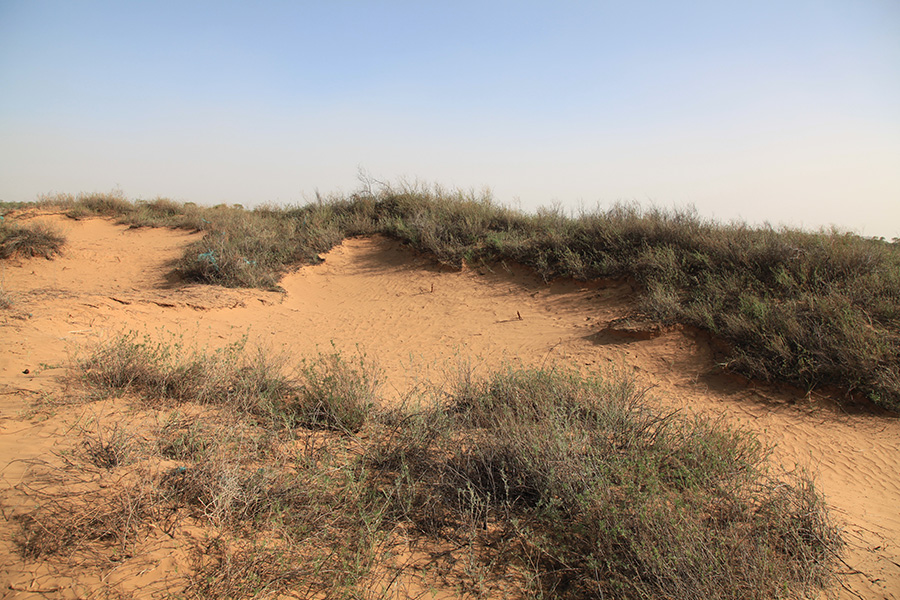 DaluDunes_0009_IMG_3828.jpg