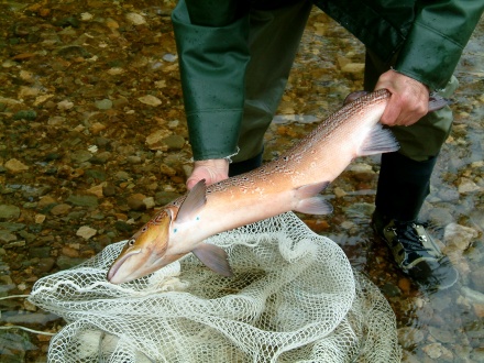 dscf0011_440.jpg