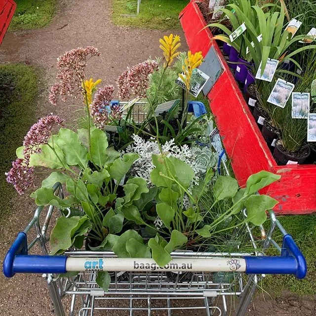 All part of the service at @ansariarchitects : buying plants at @bulleenartandgarden for the landscape design at #northcotehouse .
#architecture #landscapedesign #northcote #darebin #frontyard #frontyardlandscaping