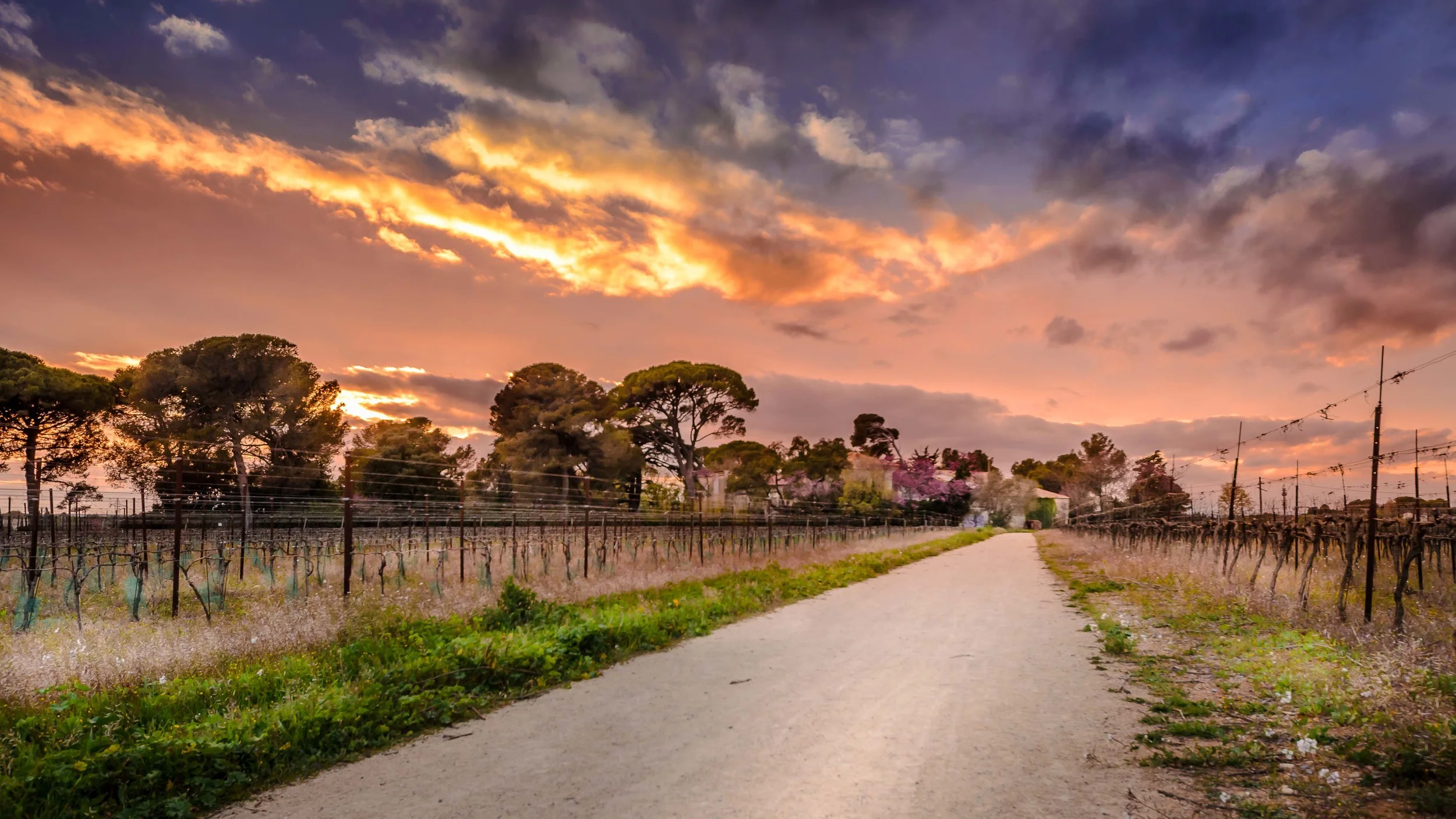 Passage au cœur des vignes, Agriparc des Grisettes, Montpellier
