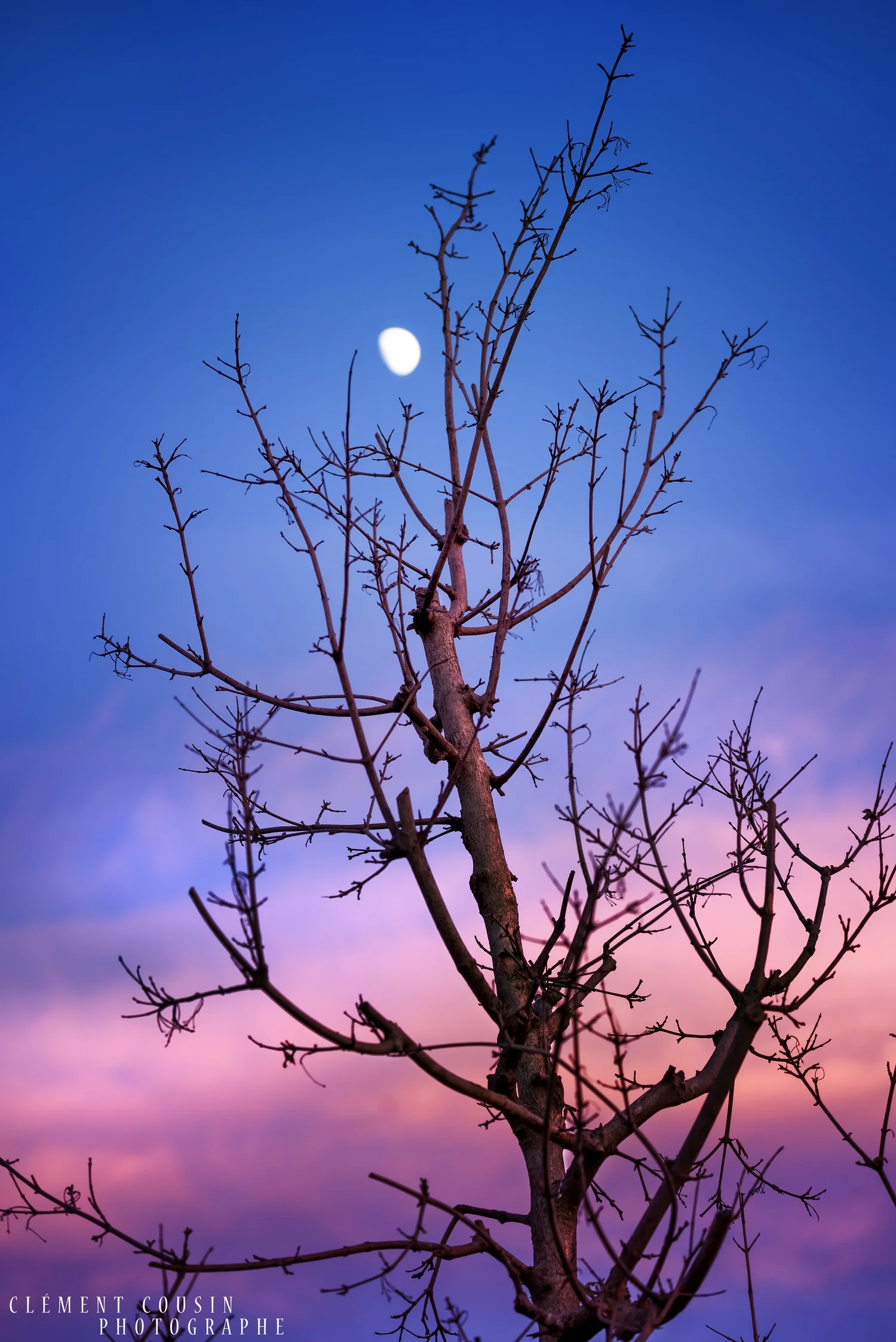 "L'arbre Lunaire" © Clément Cousin