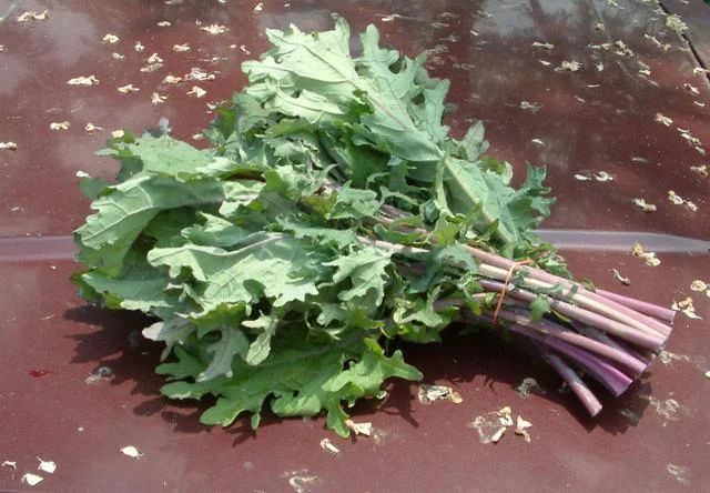 Red Russian Kale.jpg