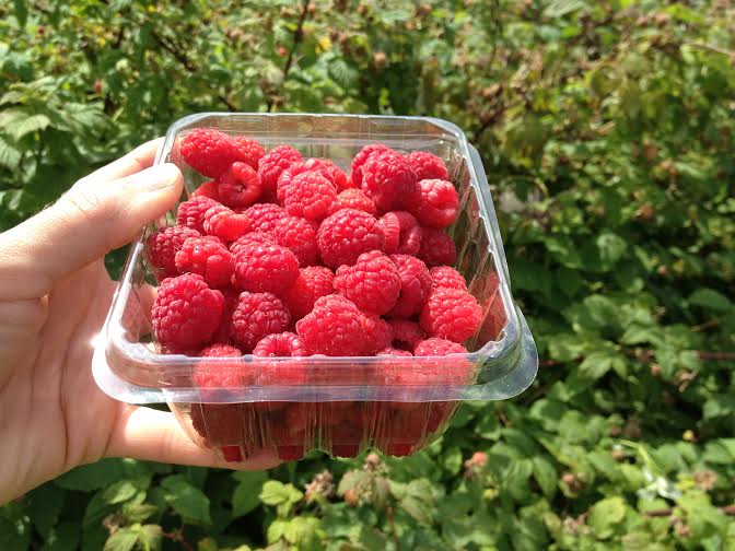 Raspberries