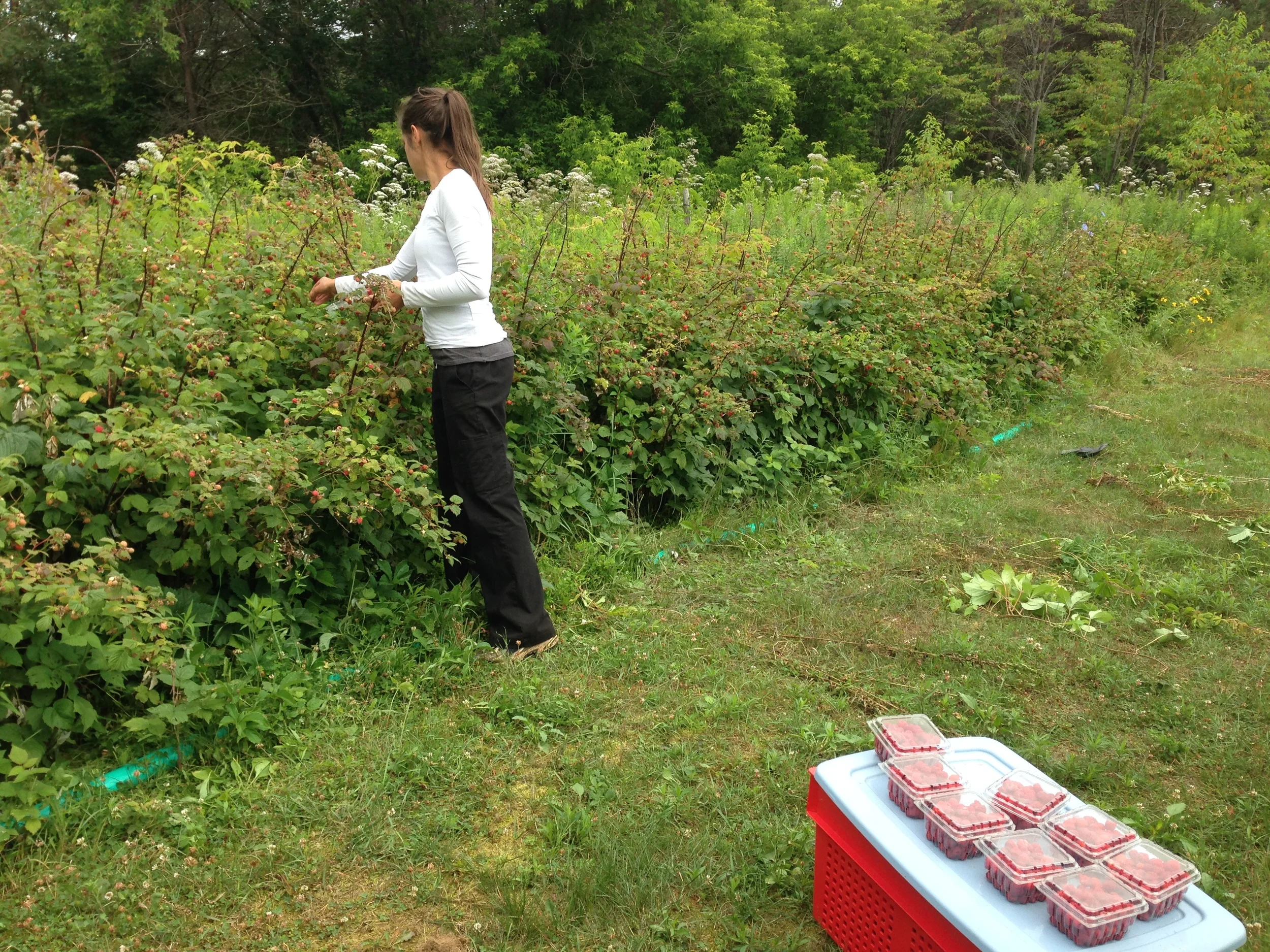 Nos framboises devenues sauvages!