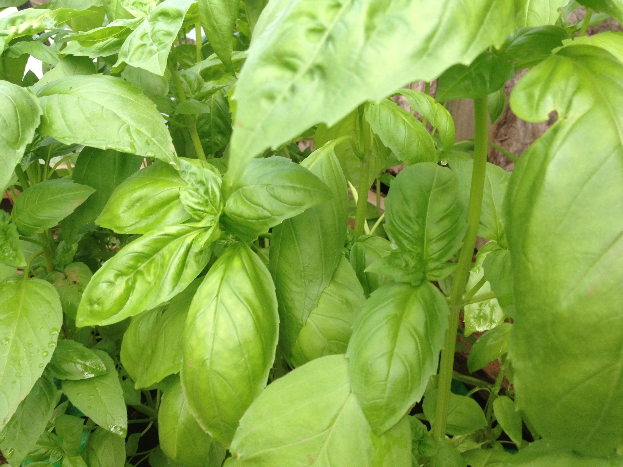 Genovese Basil 2.JPG