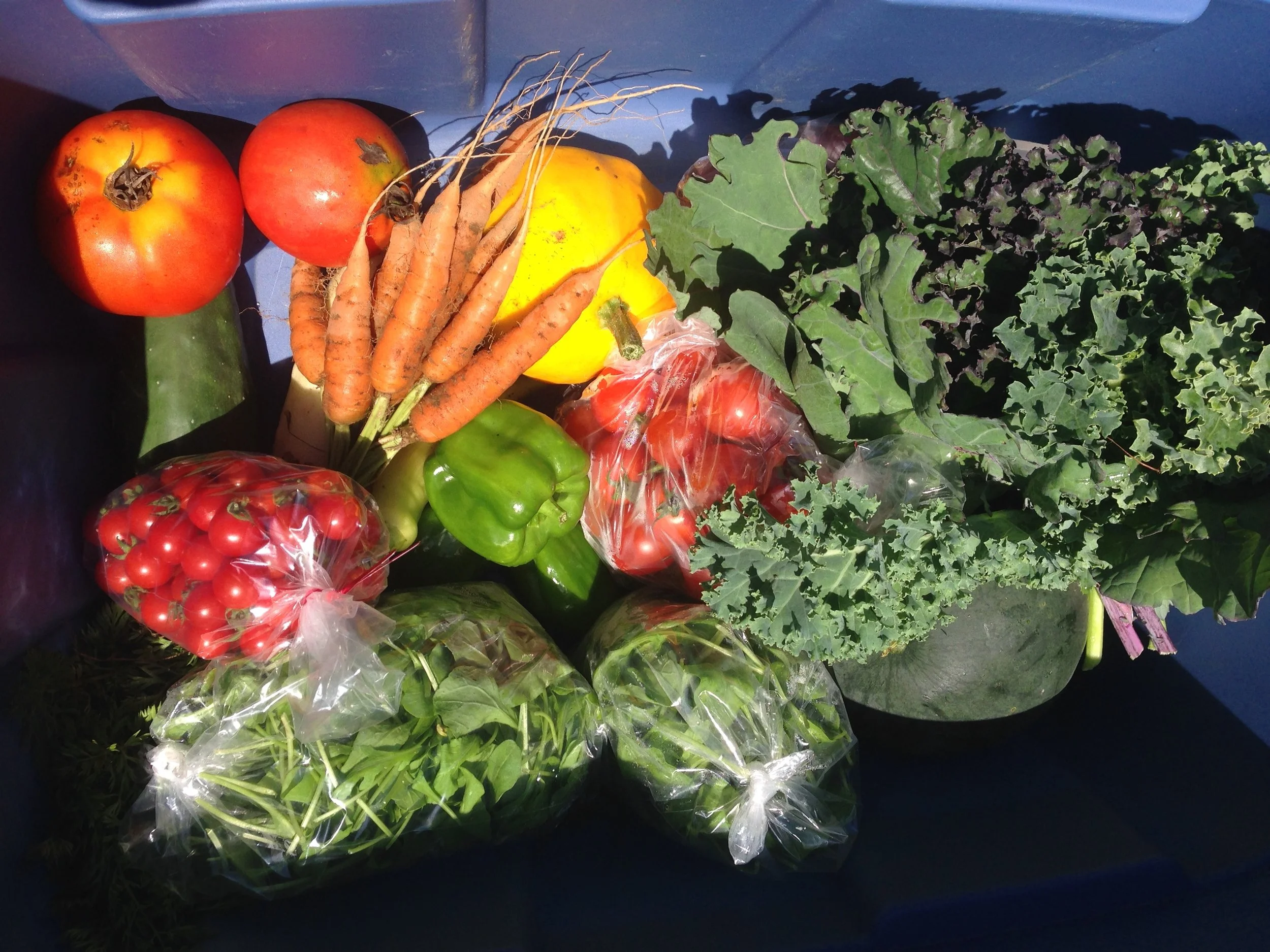 Panier récolte de légumes saisonniers