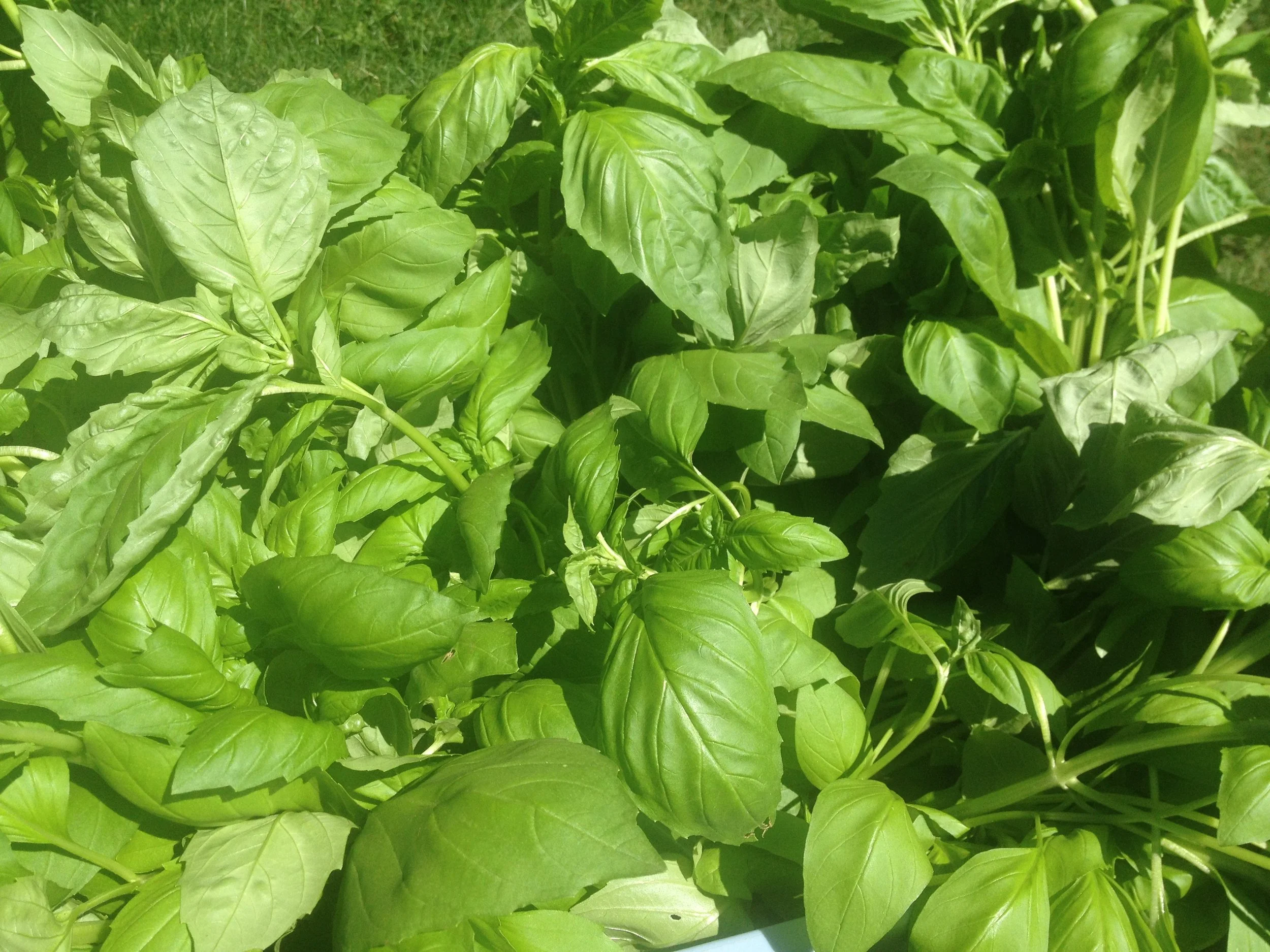 Genovese Basil.JPG